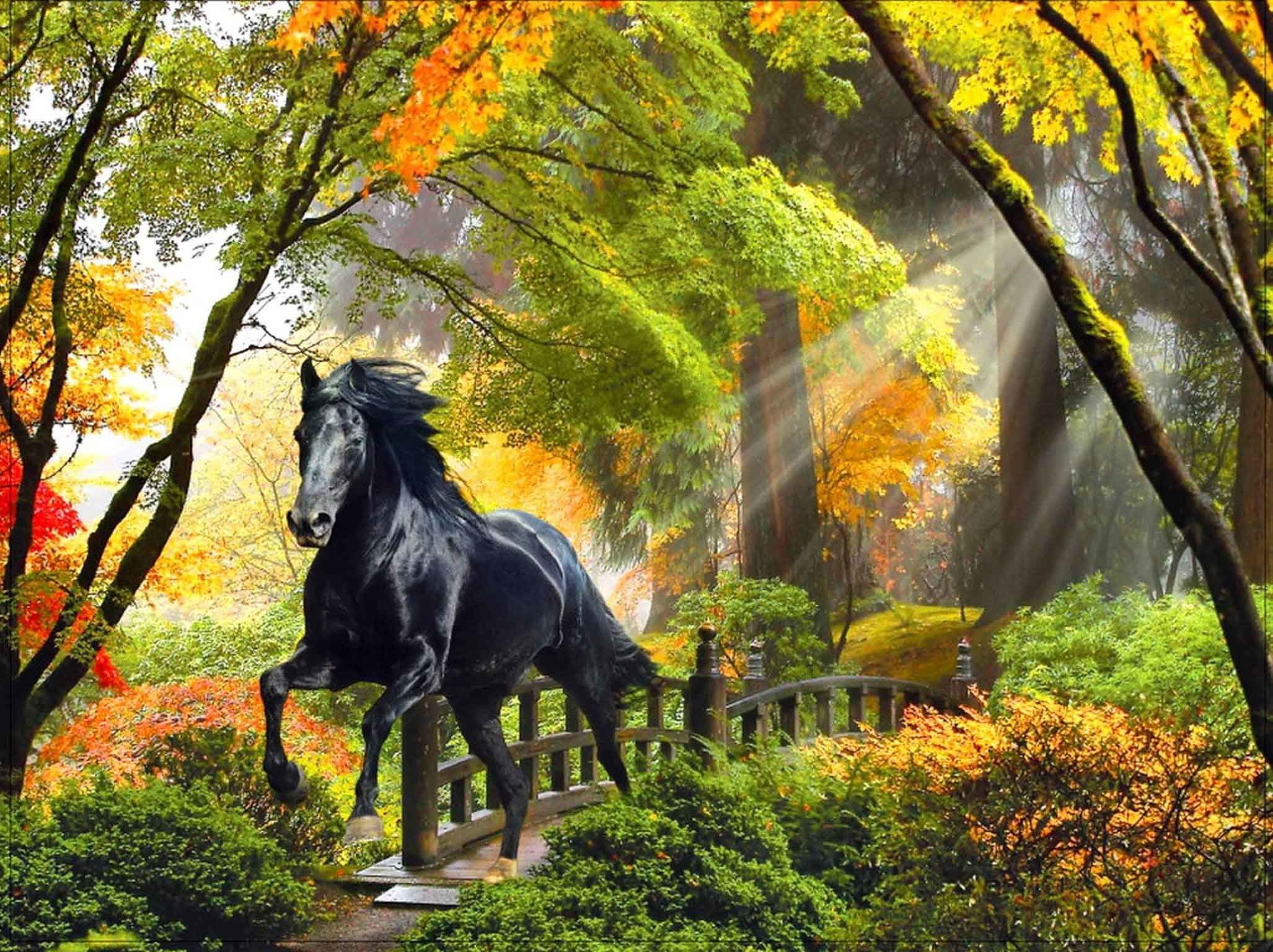 Autumn Horse Wallpapers