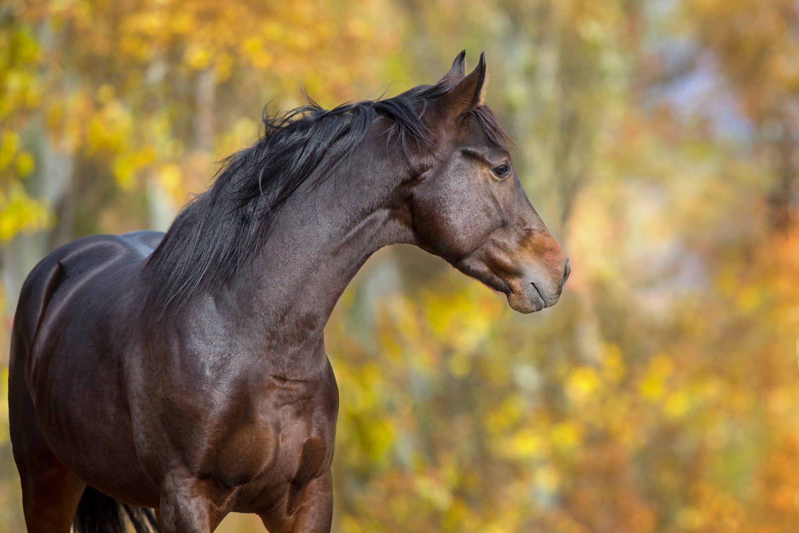 Autumn Horse Wallpapers