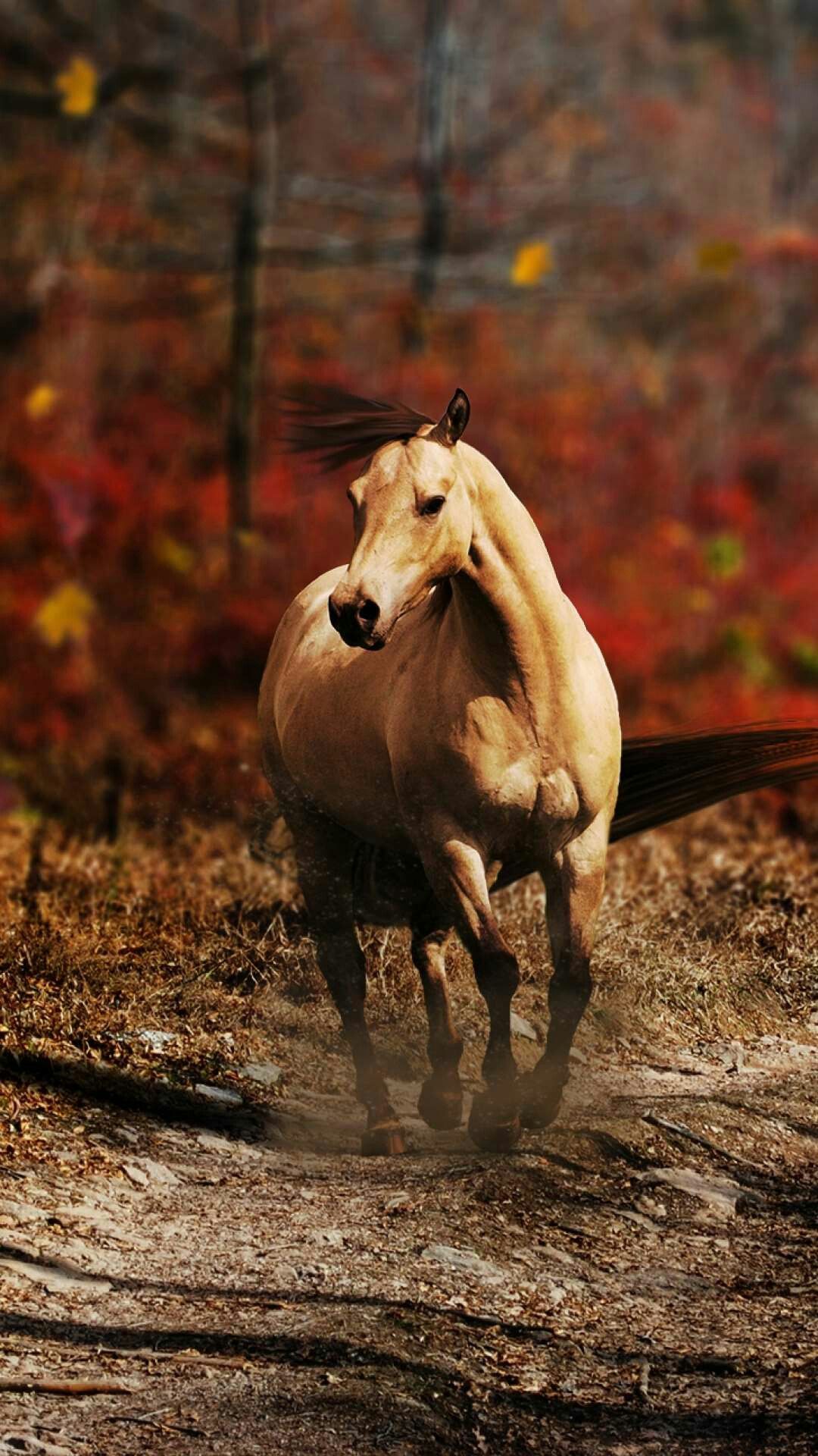 Autumn Horse Wallpapers