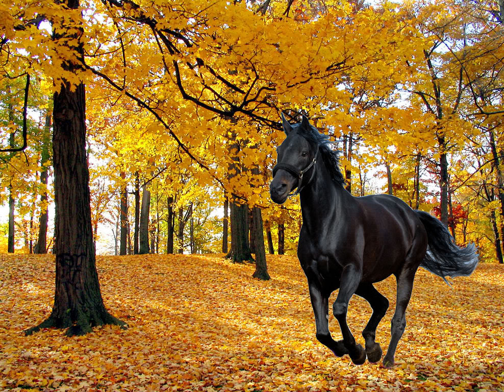 Autumn Horse Wallpapers