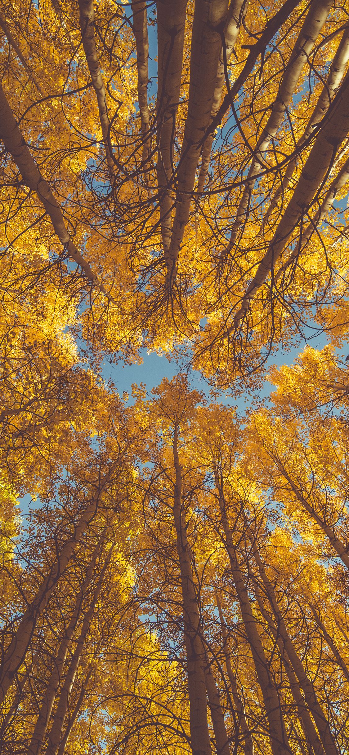 Autumn Iphone Wallpapers