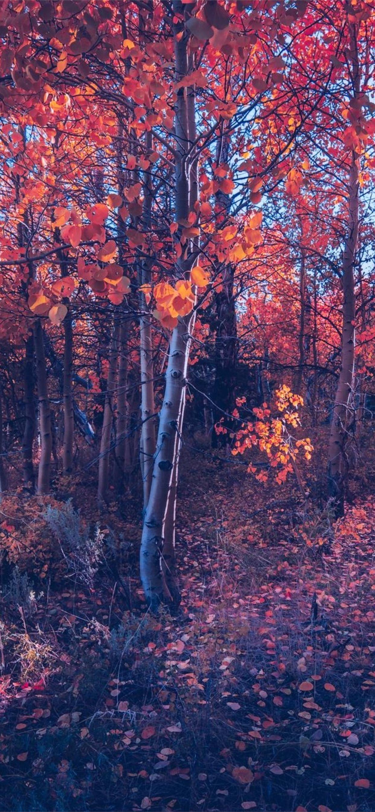 Autumn Iphone 11 Pro Max Wallpapers