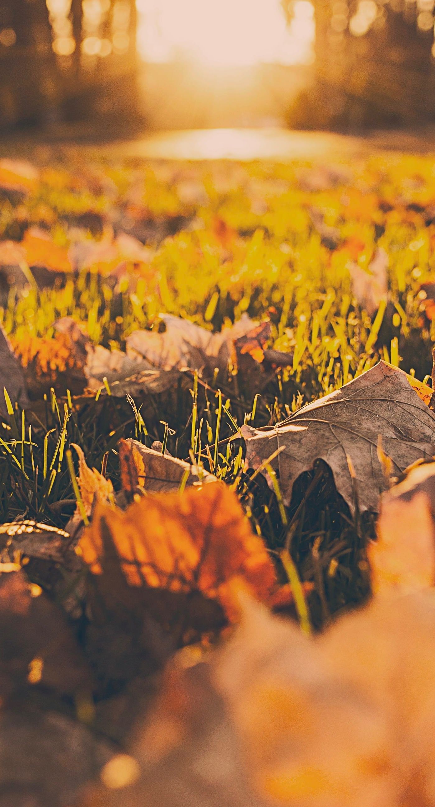 Autumn Iphone 6 Plus Wallpapers