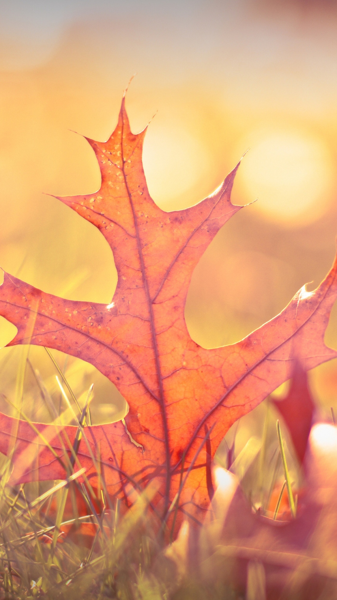 Autumn Iphone 6 Plus Wallpapers