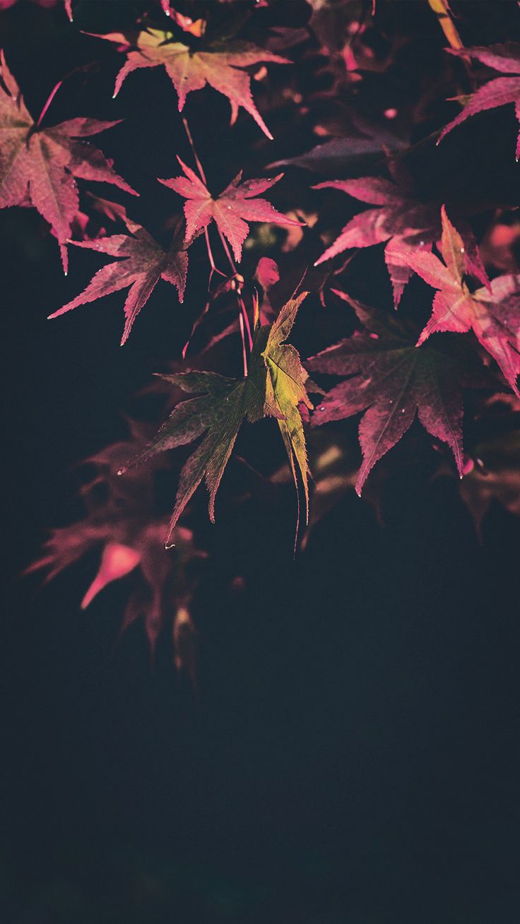 Autumn Iphone X Wallpapers