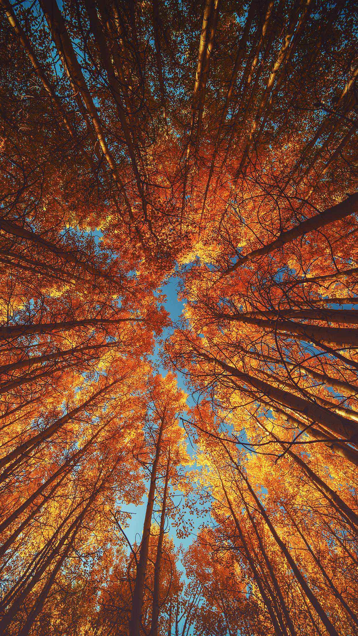 Autumn Iphone X Wallpapers