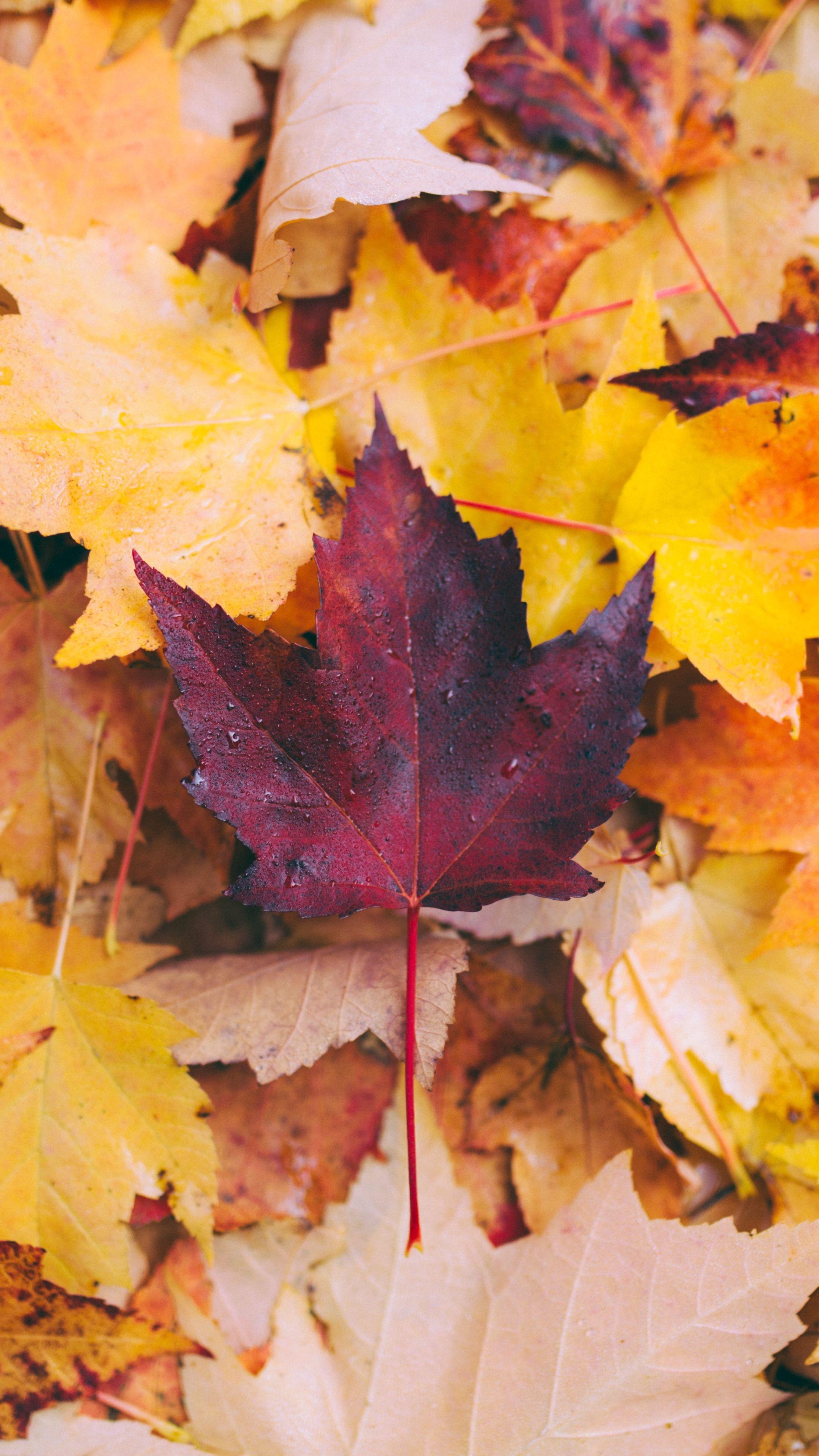 Autumn Leaf Wallpapers