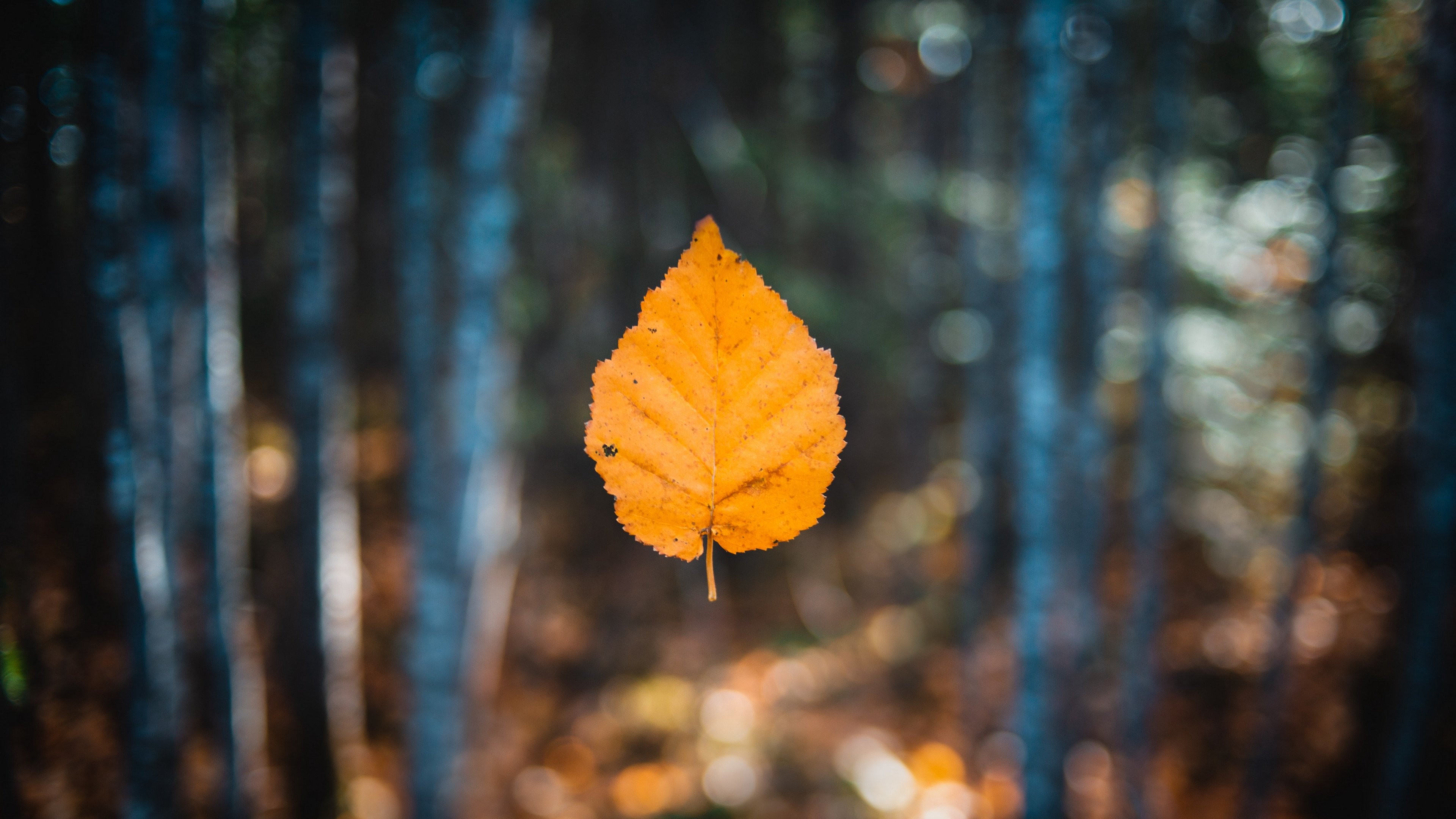 Autumn Leaves 4K Wallpapers