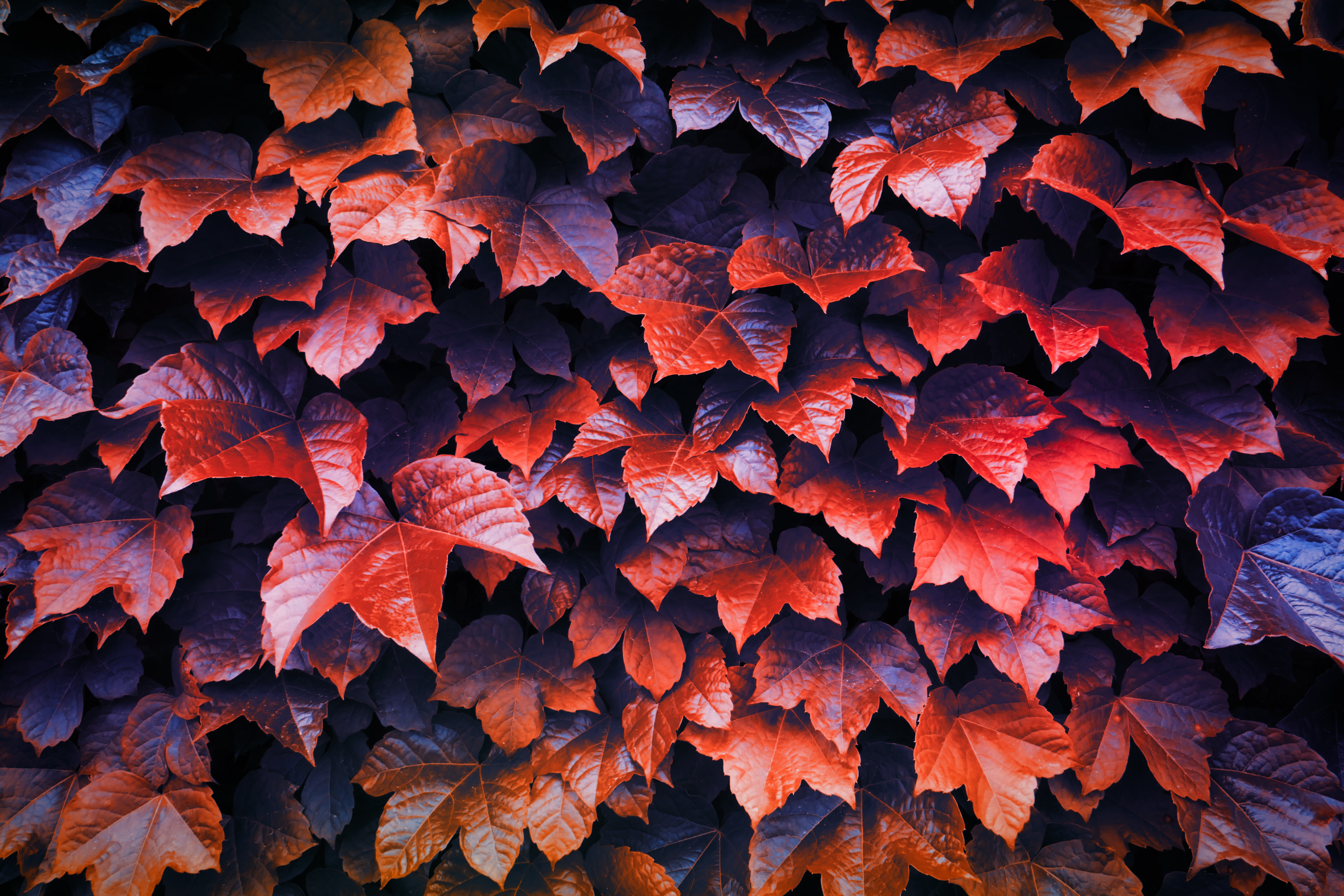 Autumn Leaves 4K Wallpapers