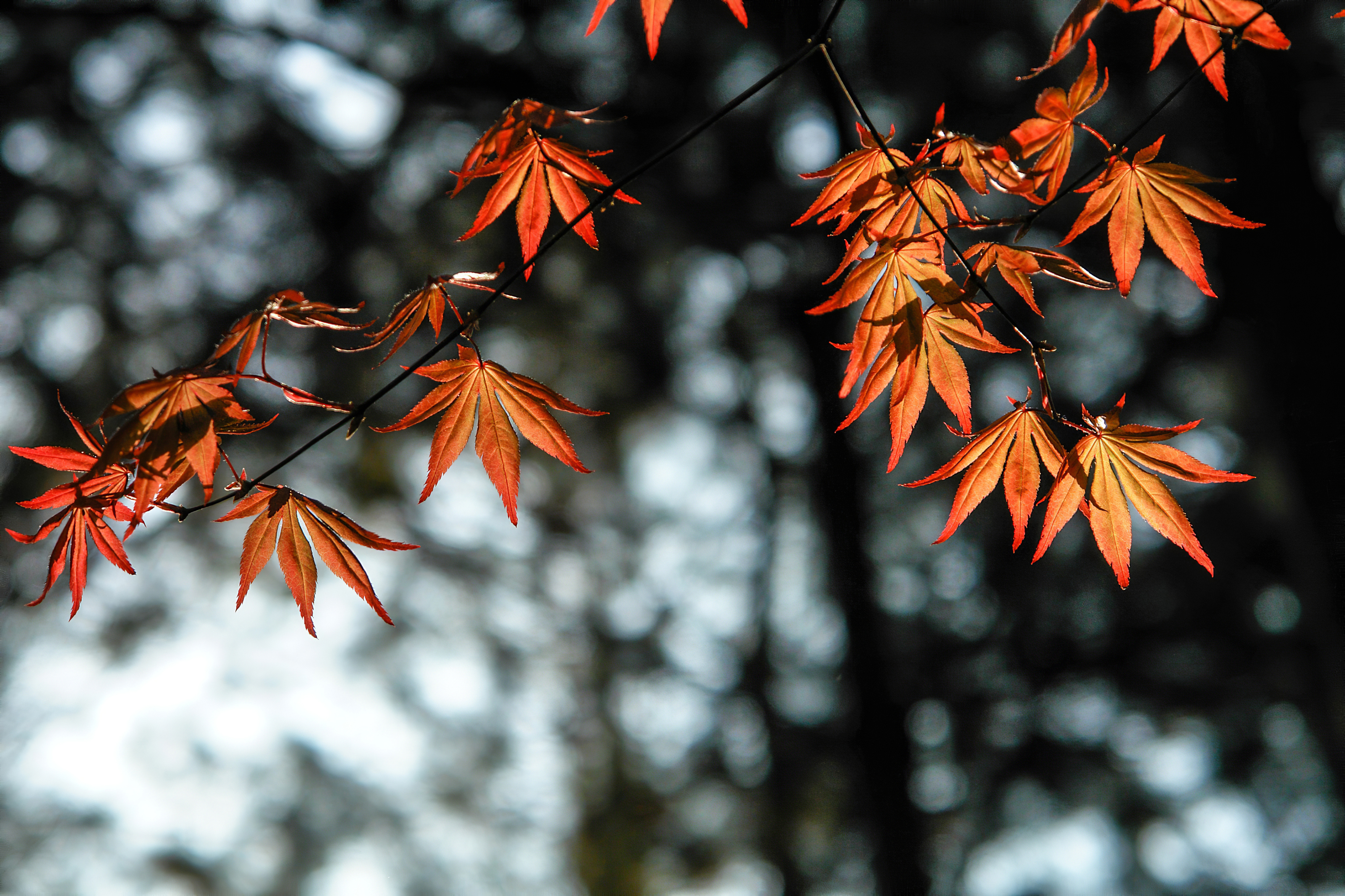 Autumn Leaves 4K Wallpapers