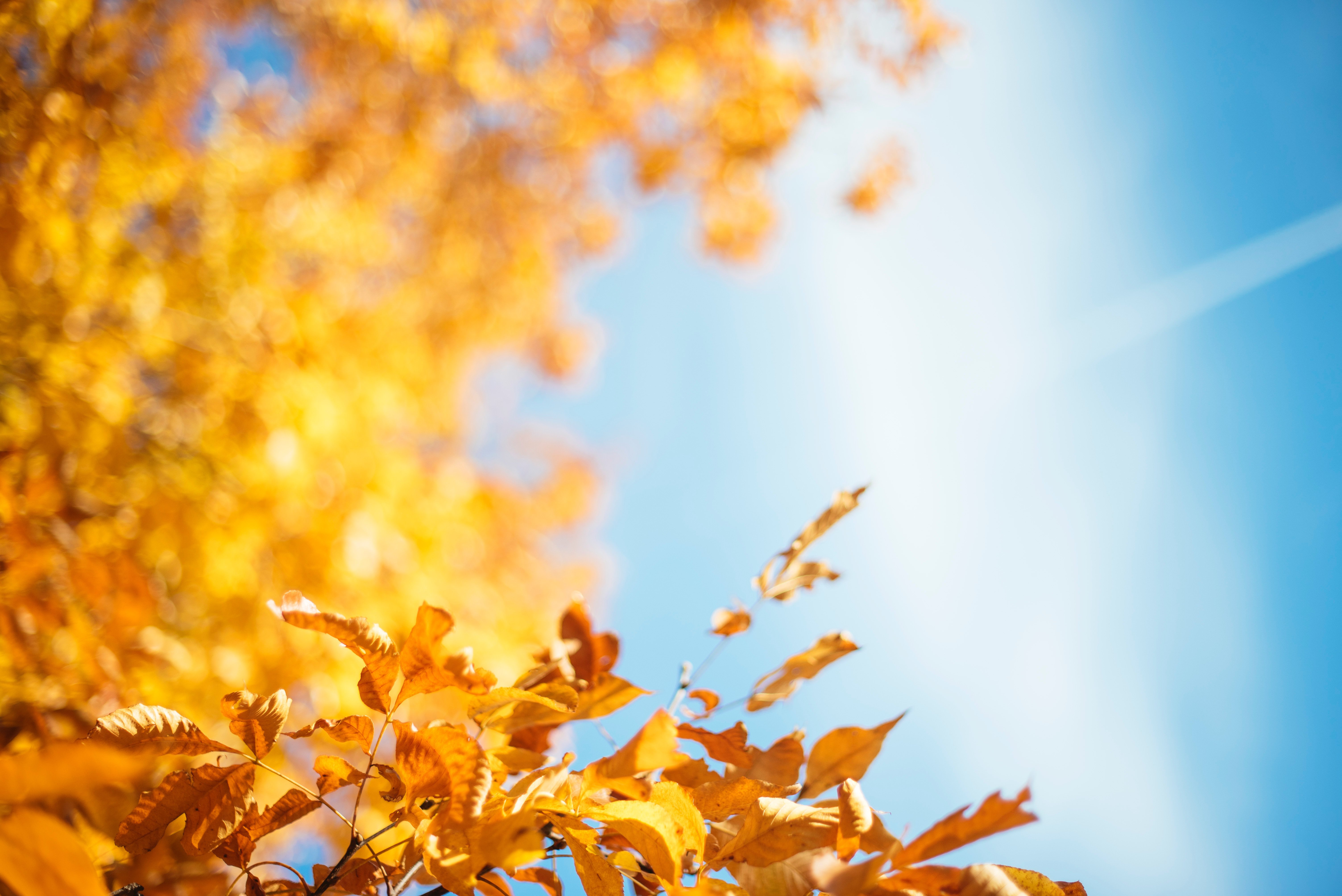 Autumn Leaves 4K Wallpapers