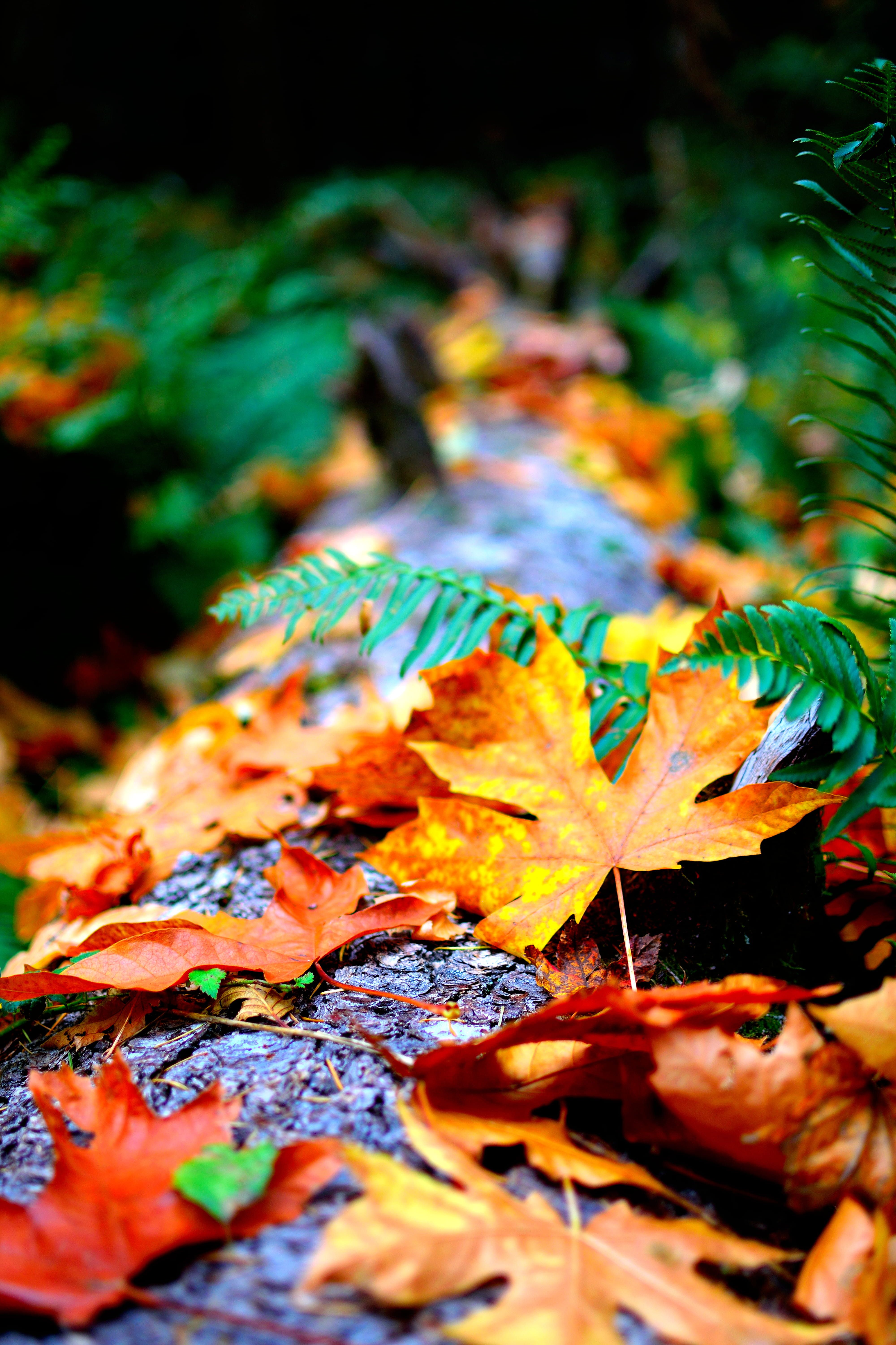Autumn Leaves 4K Wallpapers