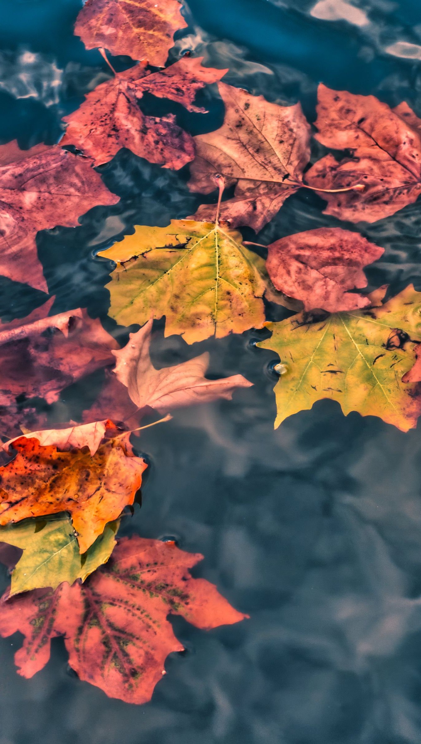 Autumn Leaves 4K Wallpapers