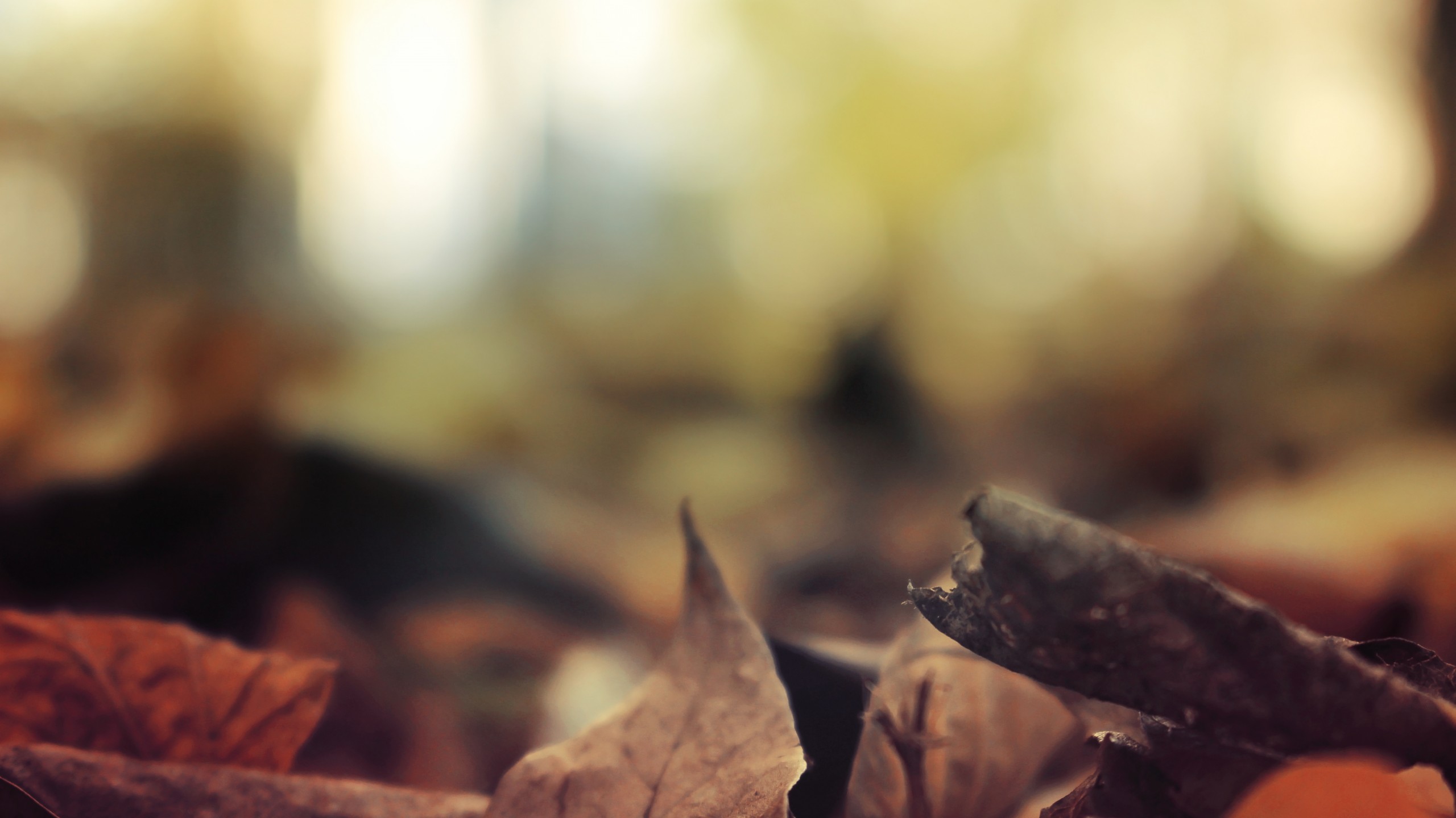 Autumn Leaves 4K Wallpapers