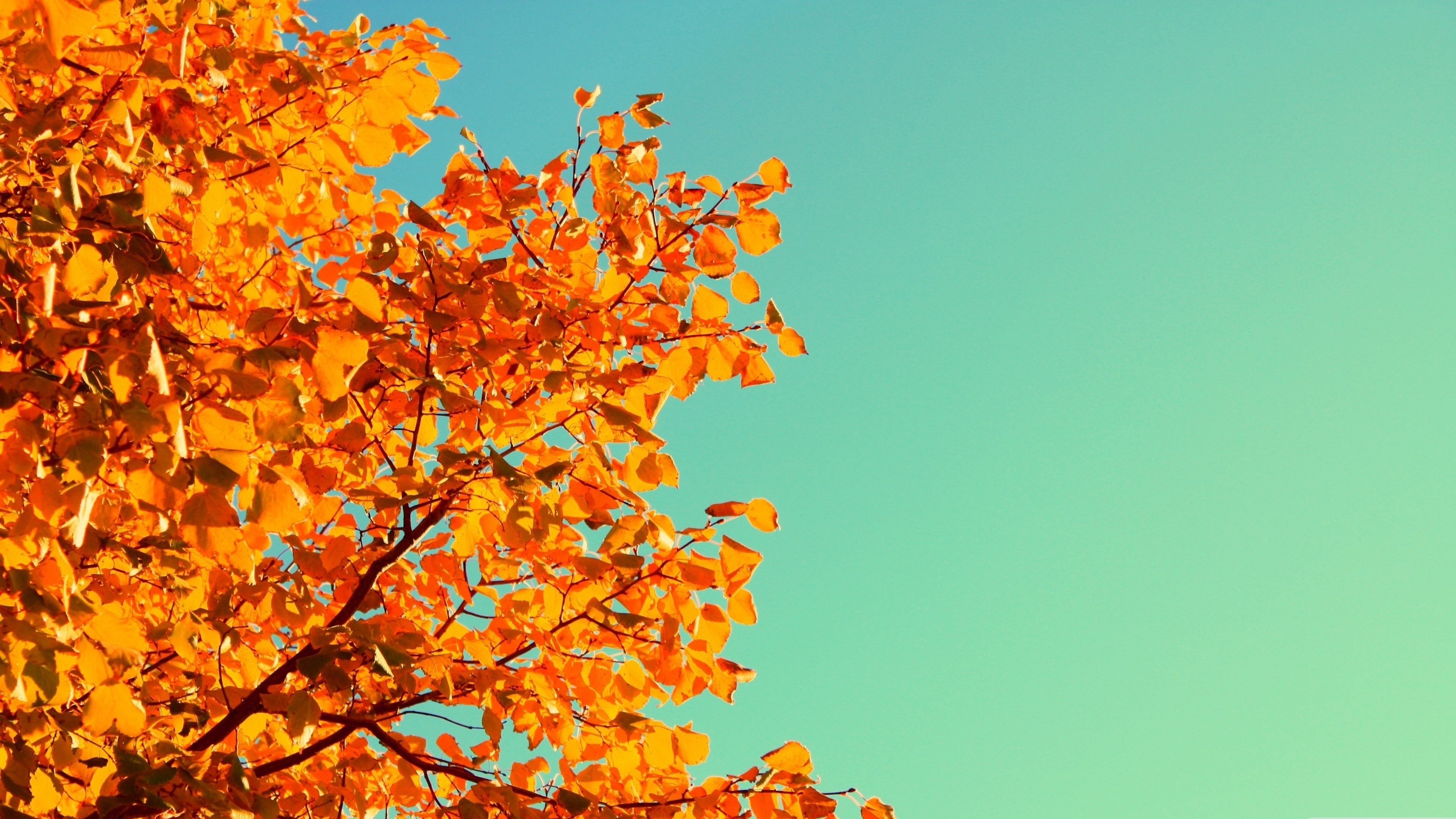 Autumn Leaves 4K Wallpapers