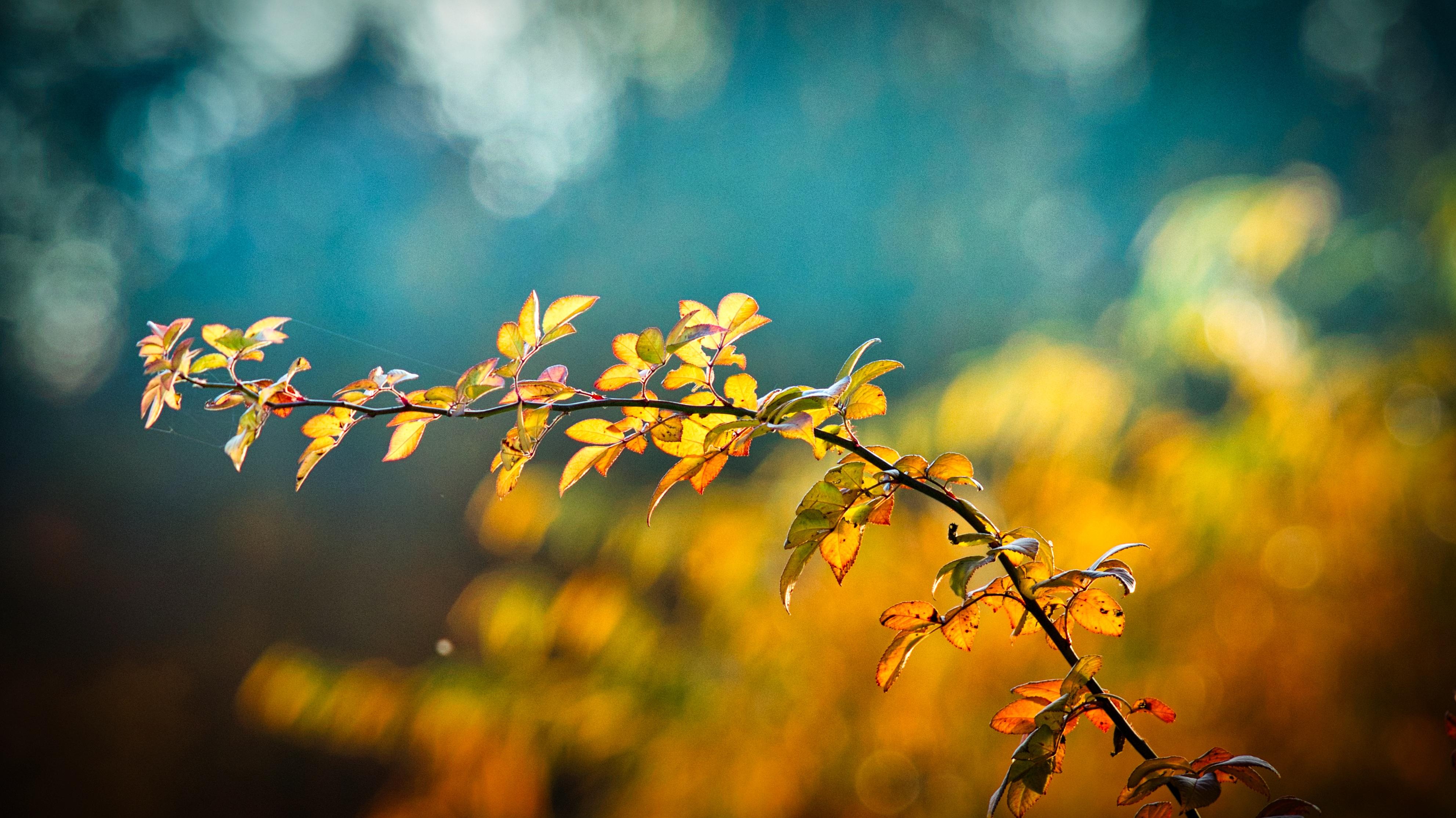 Autumn Leaves 4K Wallpapers