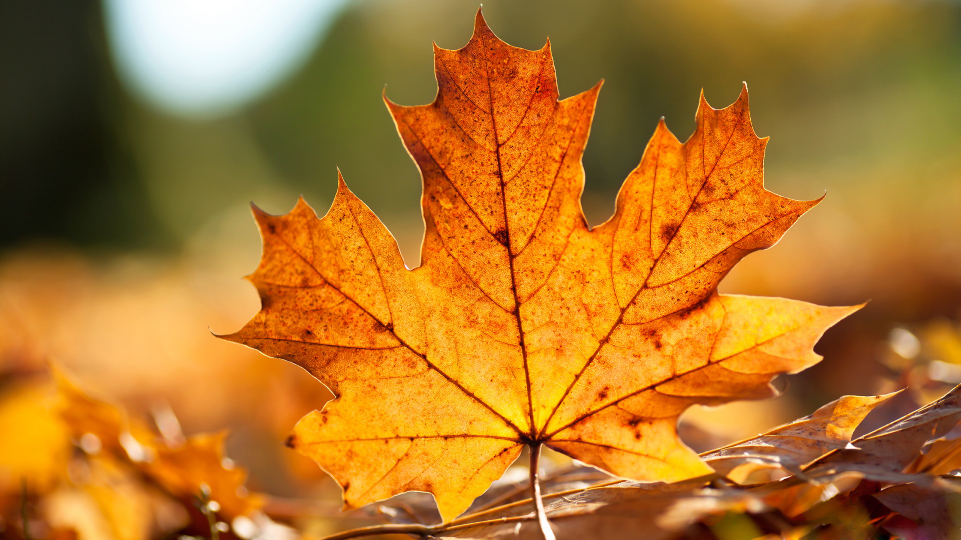 Autumn Leaves Desktop Wallpapers