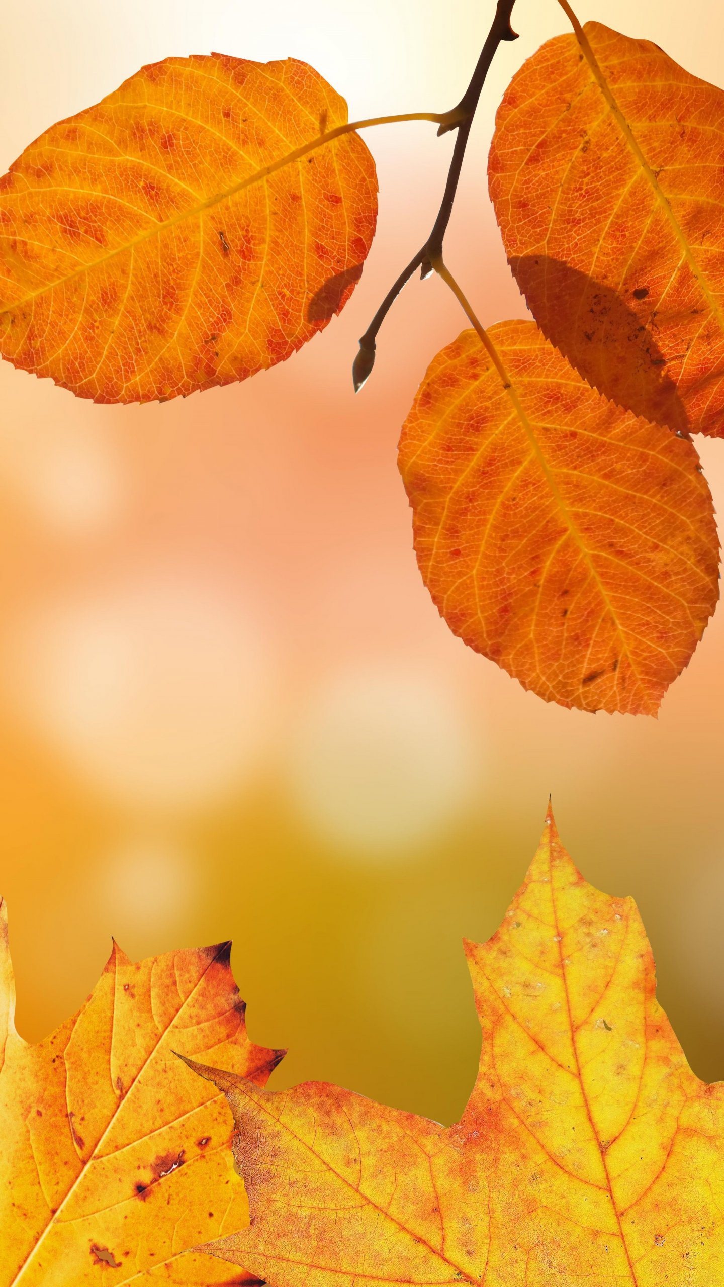 Autumn Leaves Desktop Wallpapers