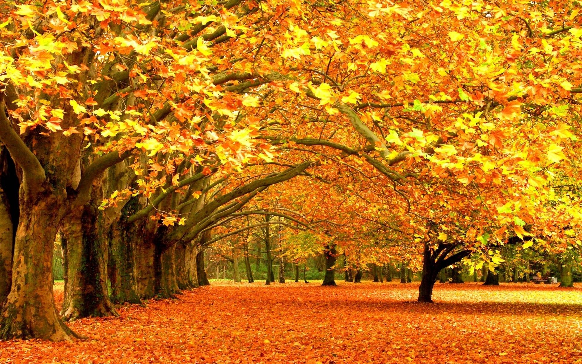 Autumn Leaves Desktop Wallpapers