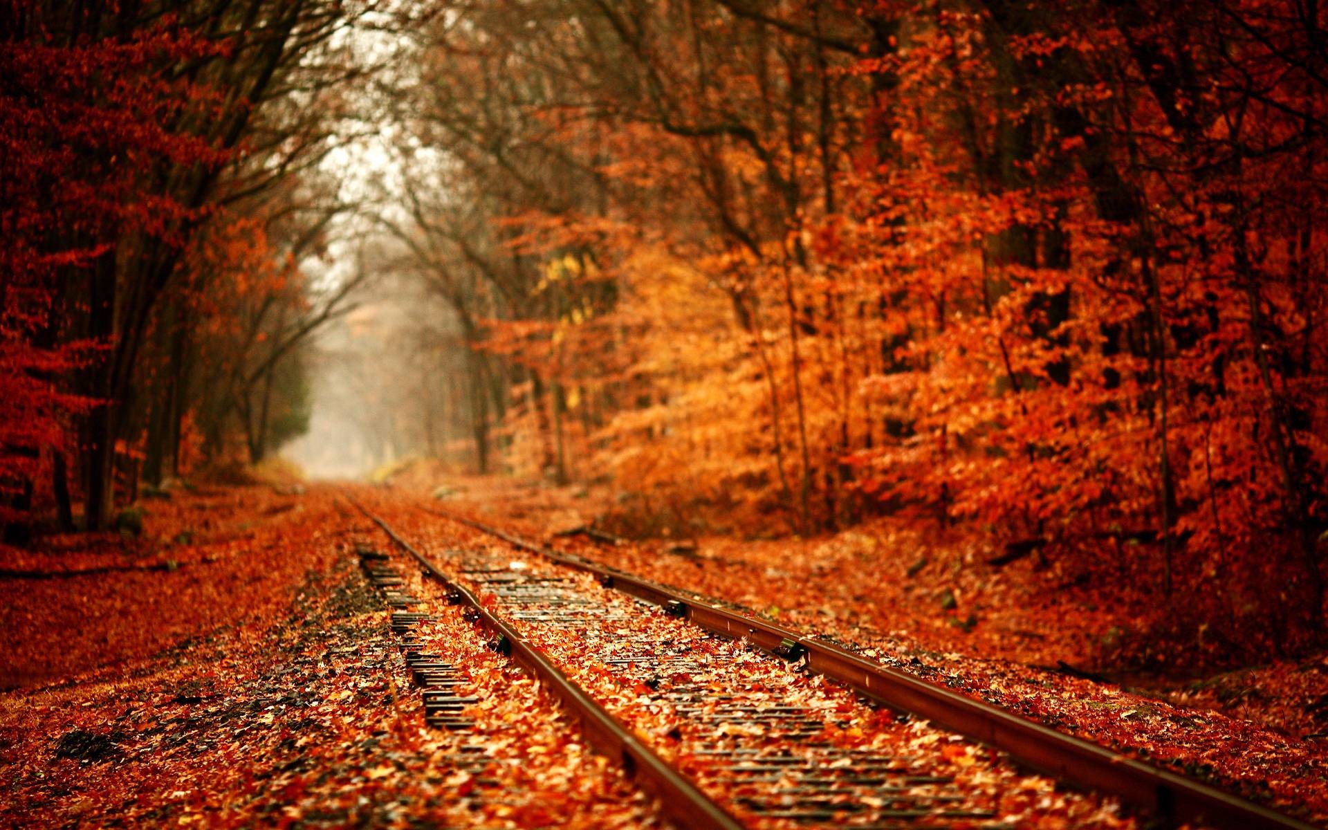 Autumn Leaves Desktop Wallpapers