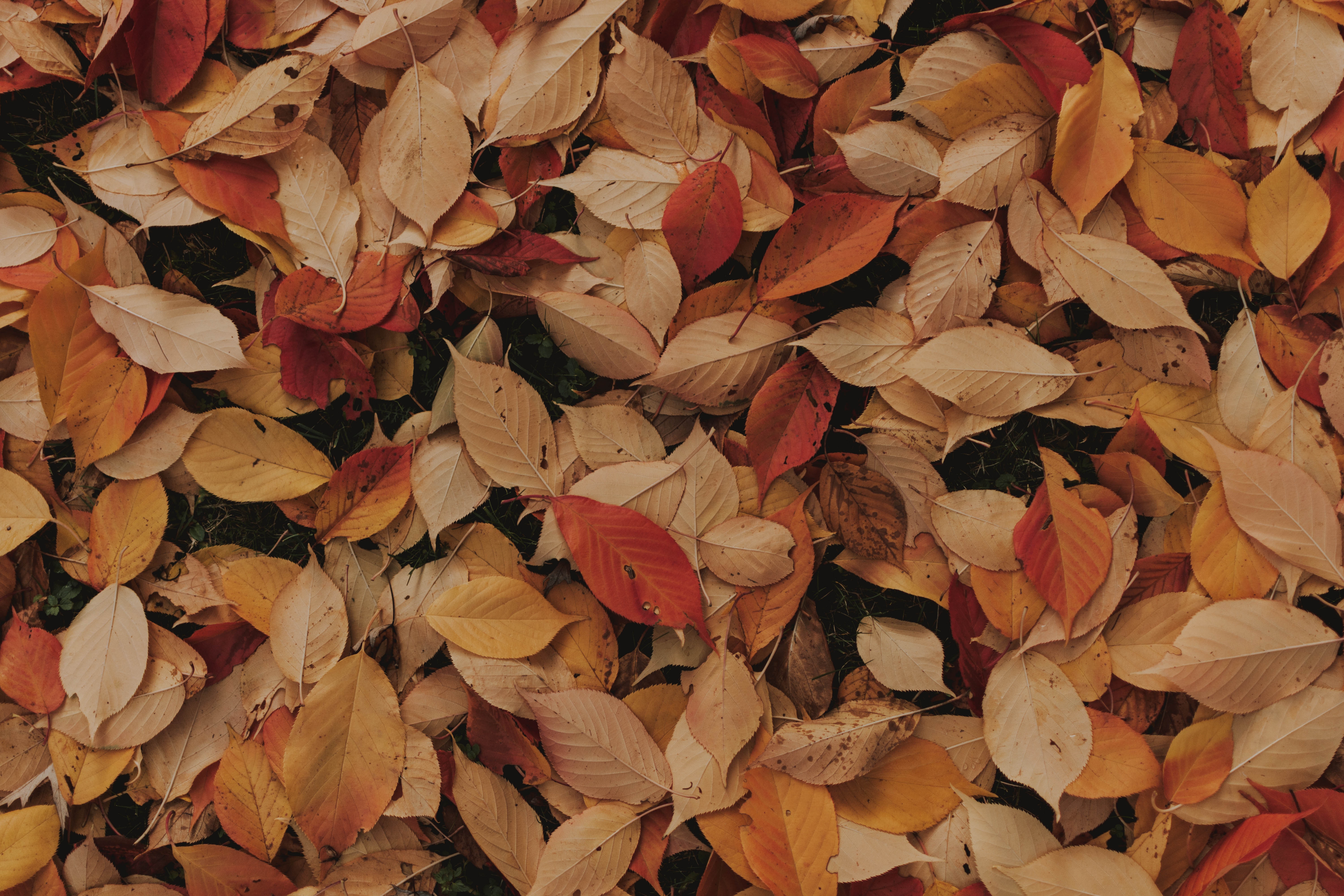 Autumn Leaves Desktop Wallpapers