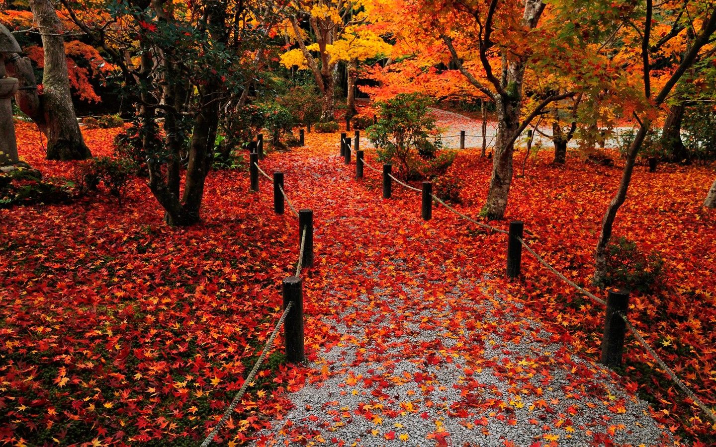 Autumn Leaves Desktop Wallpapers