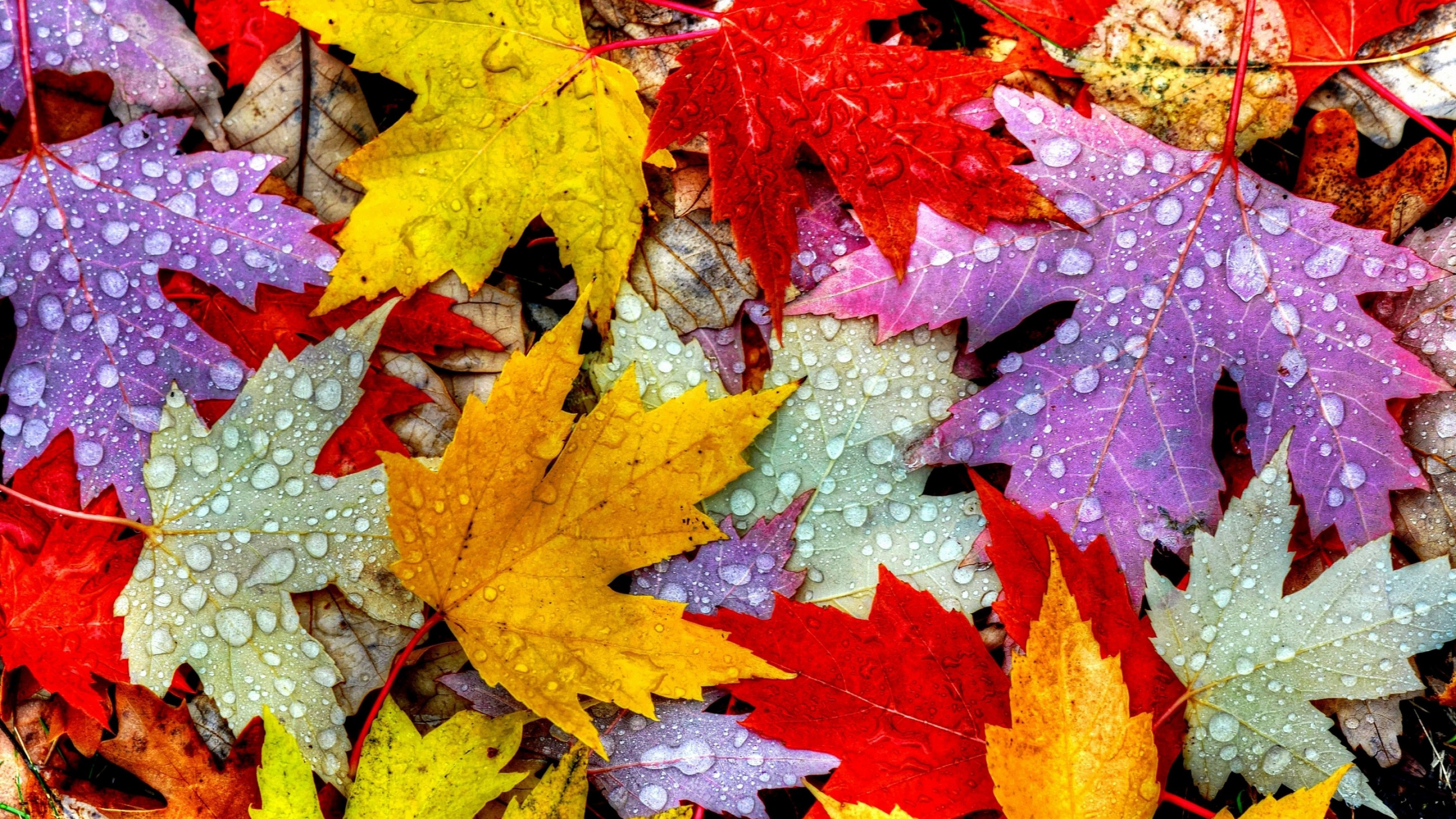 Autumn Leaves Desktop Wallpapers