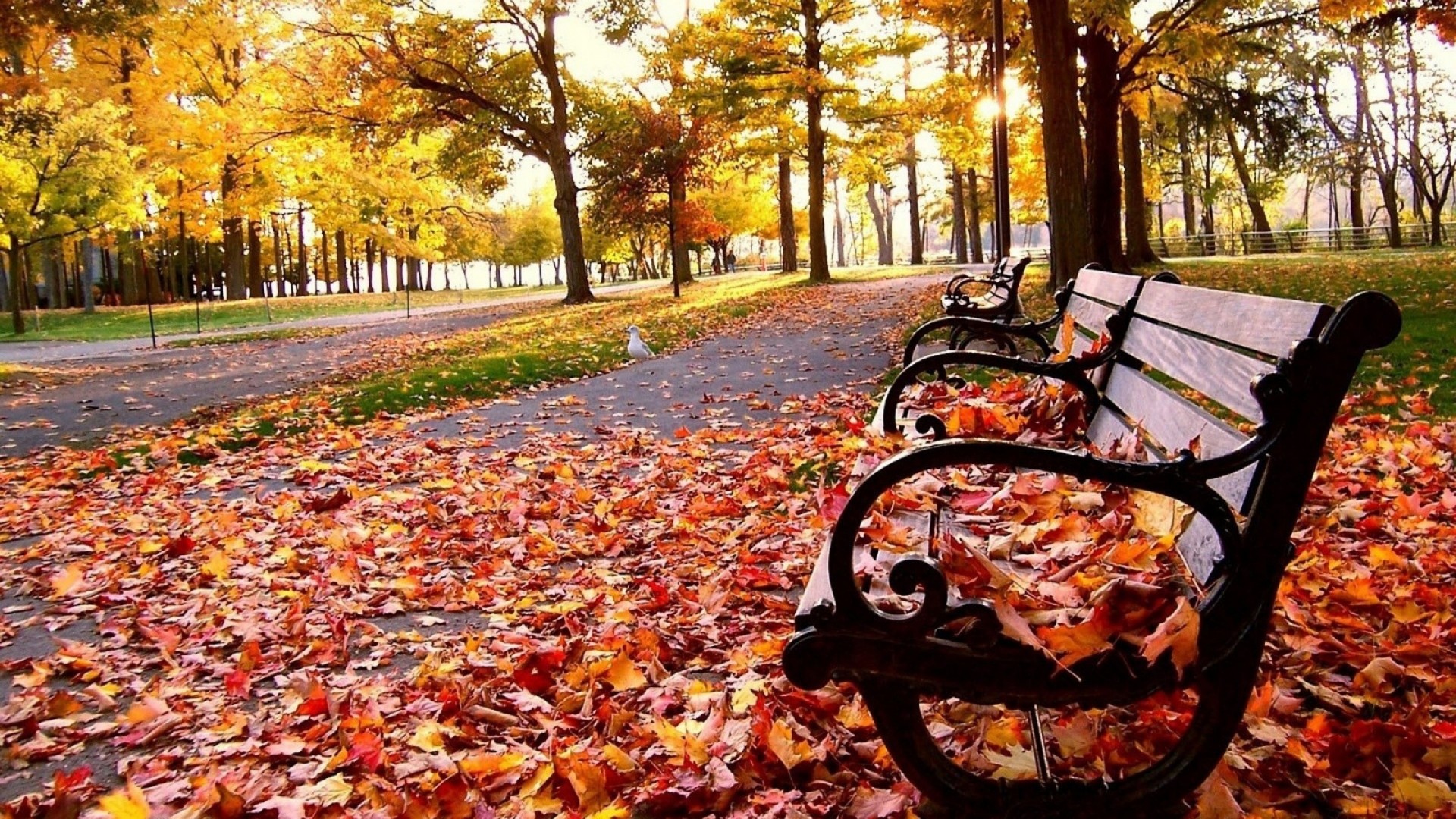 Autumn Leaves Desktop Wallpapers