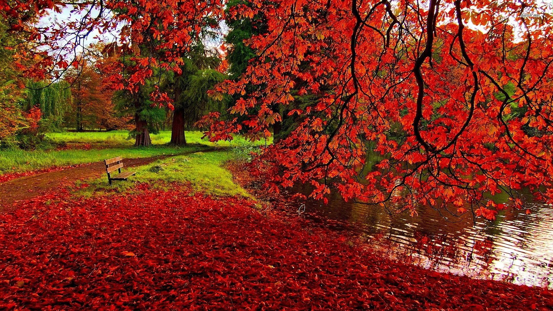 Autumn Leaves Desktop Wallpapers