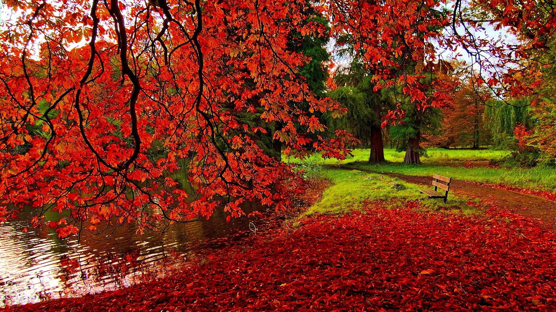 Autumn Leaves Desktop Wallpapers