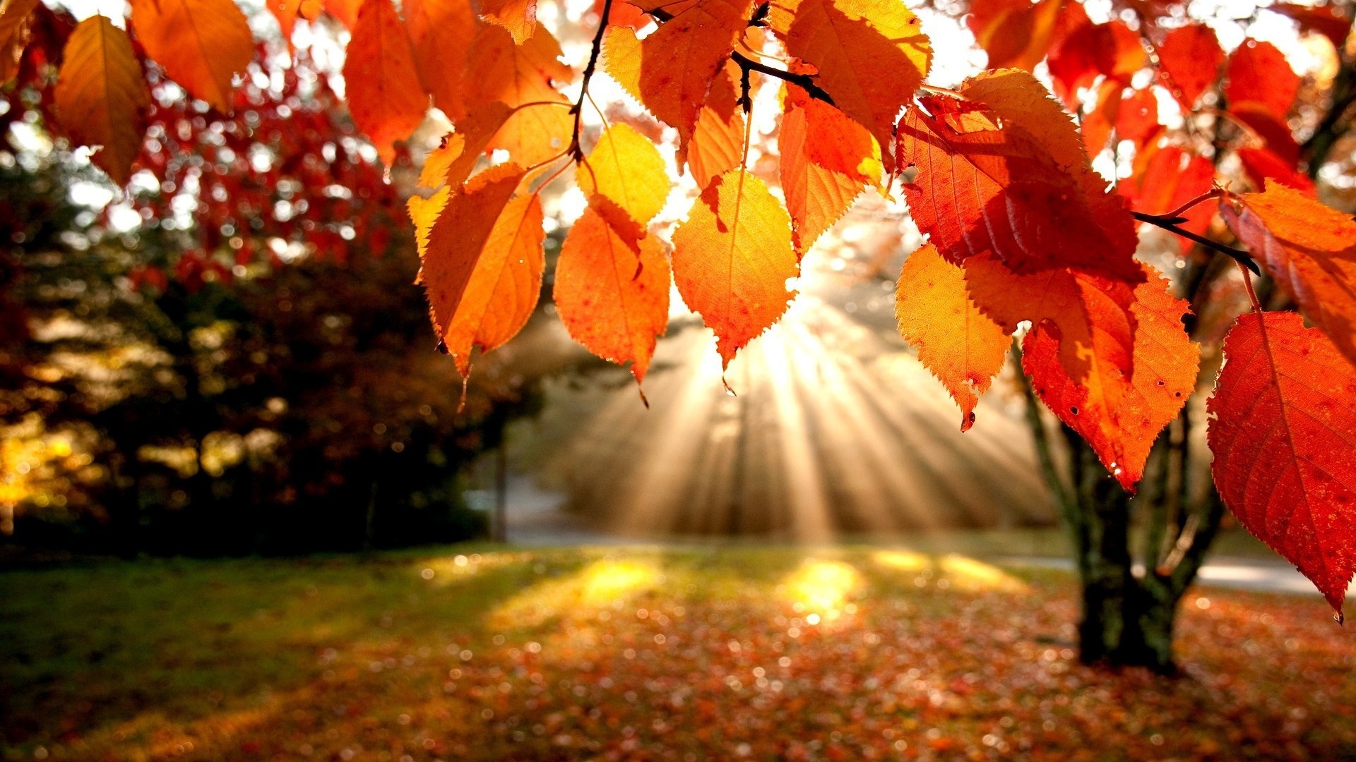 Autumn Leaves Hd Wallpapers