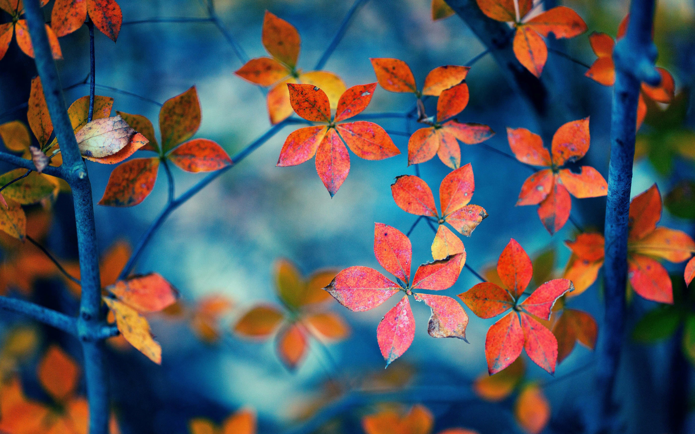 Autumn Leaves Hd Wallpapers