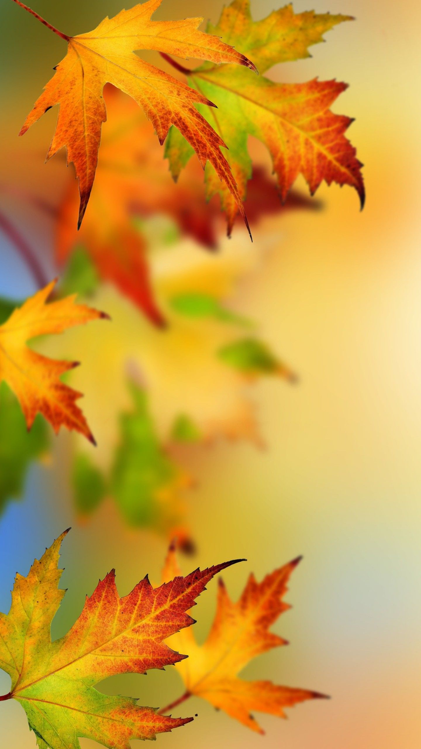 Autumn Leaves Hd Wallpapers