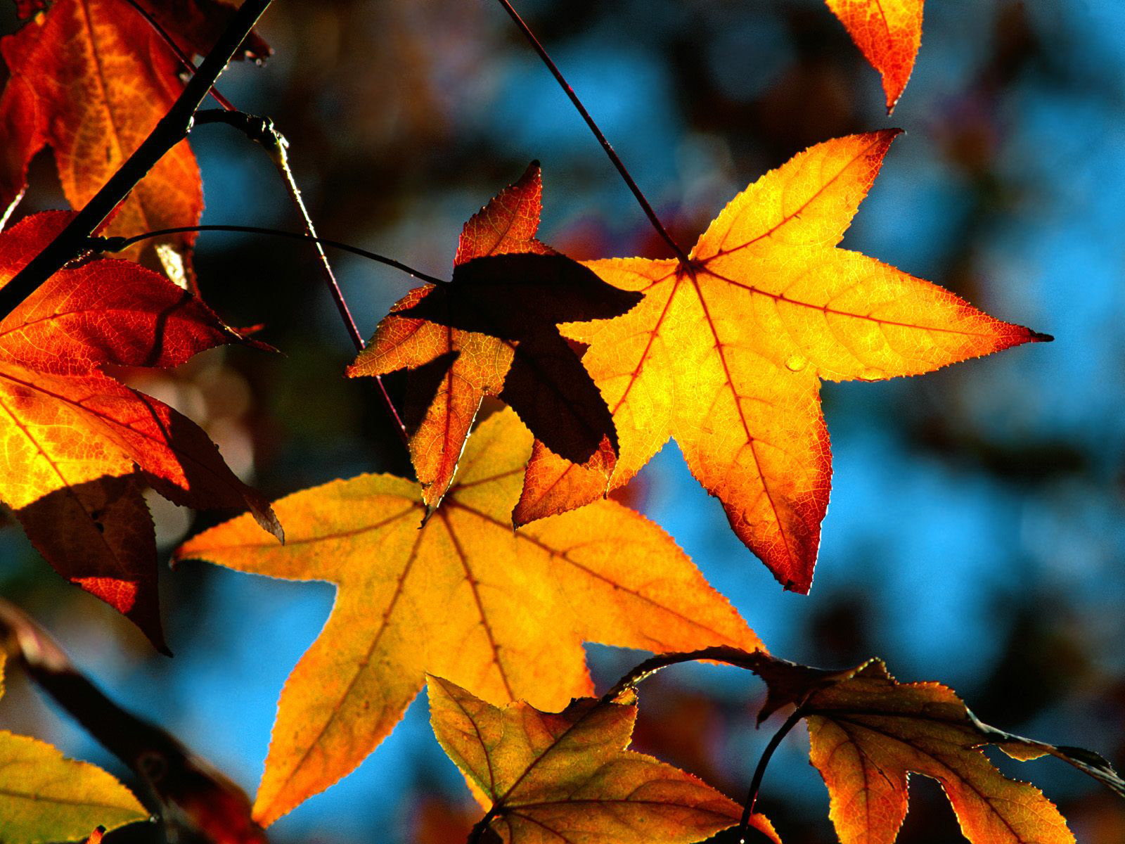 Autumn Leaves Hd Wallpapers