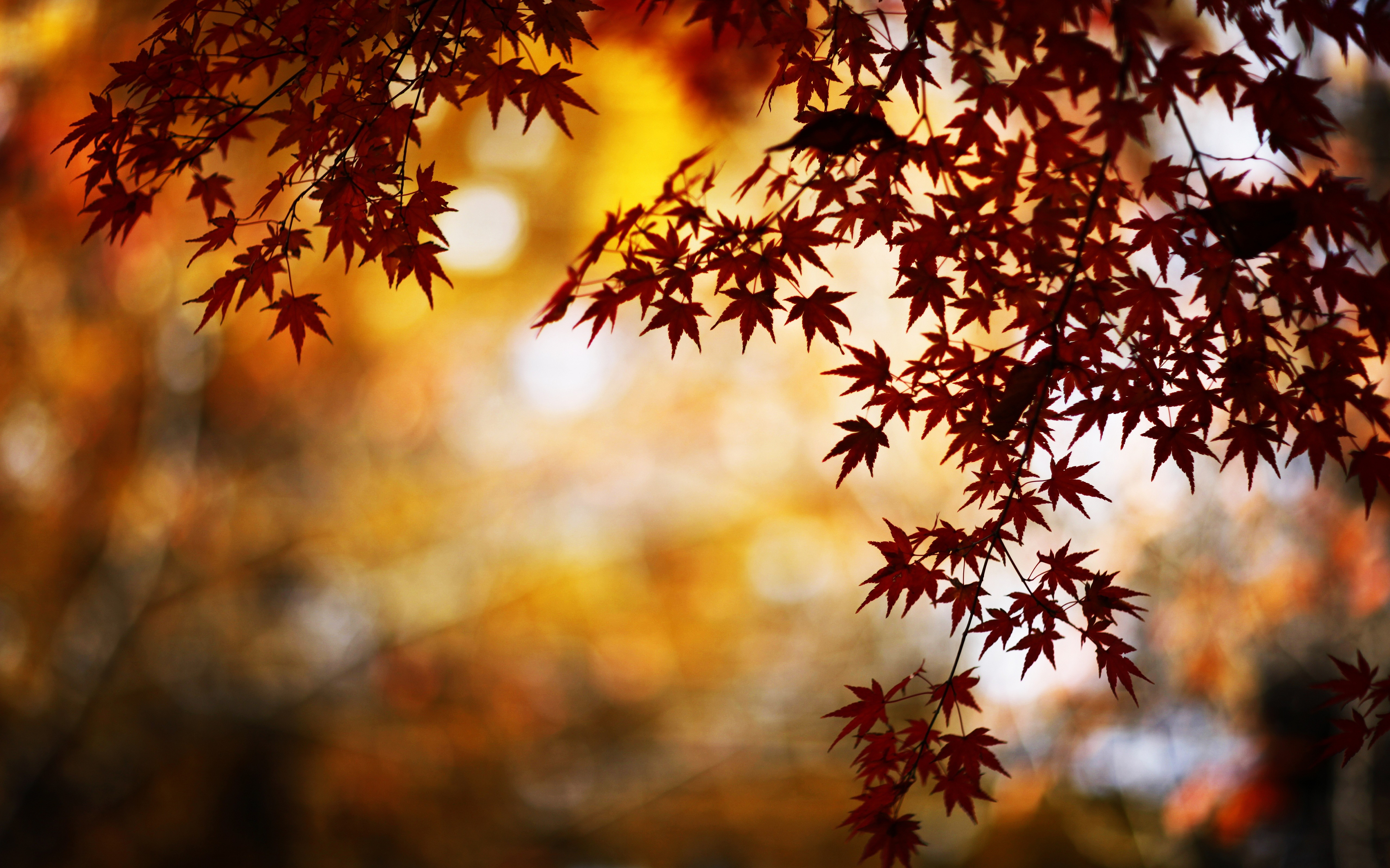 Autumn Leaves Hd Wallpapers