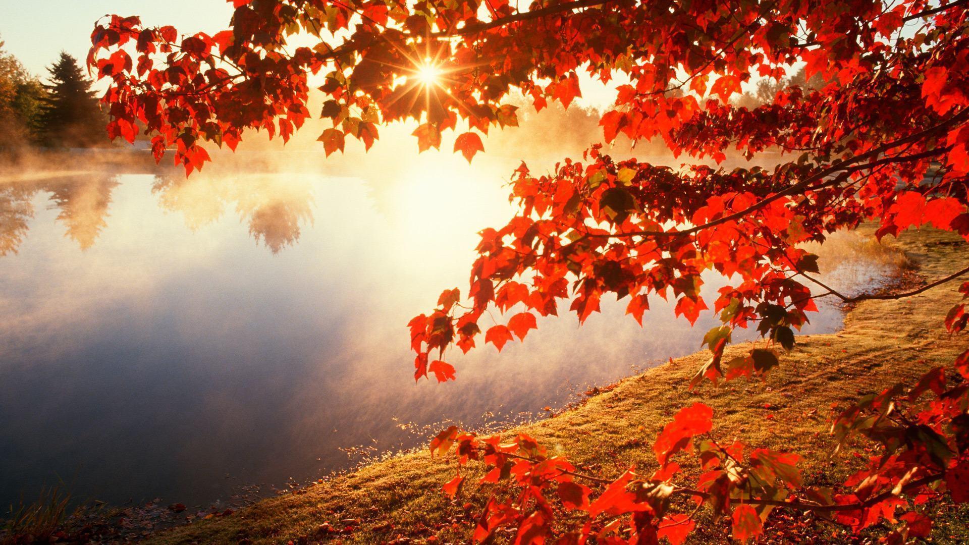 Autumn Leaves Hd Wallpapers