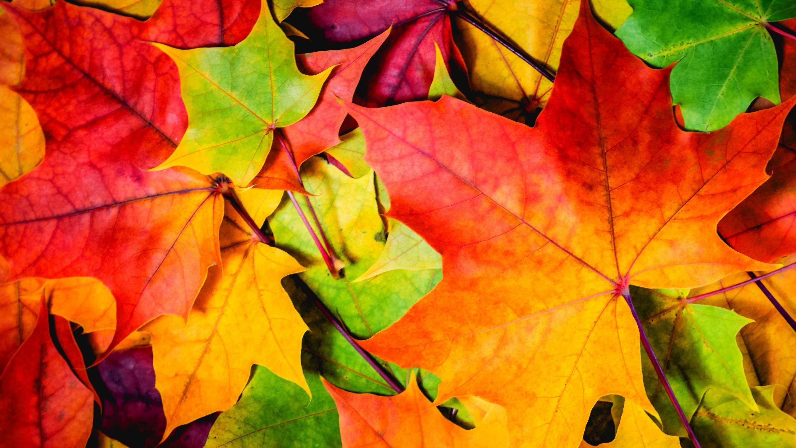 Autumn Leaves Hd Wallpapers