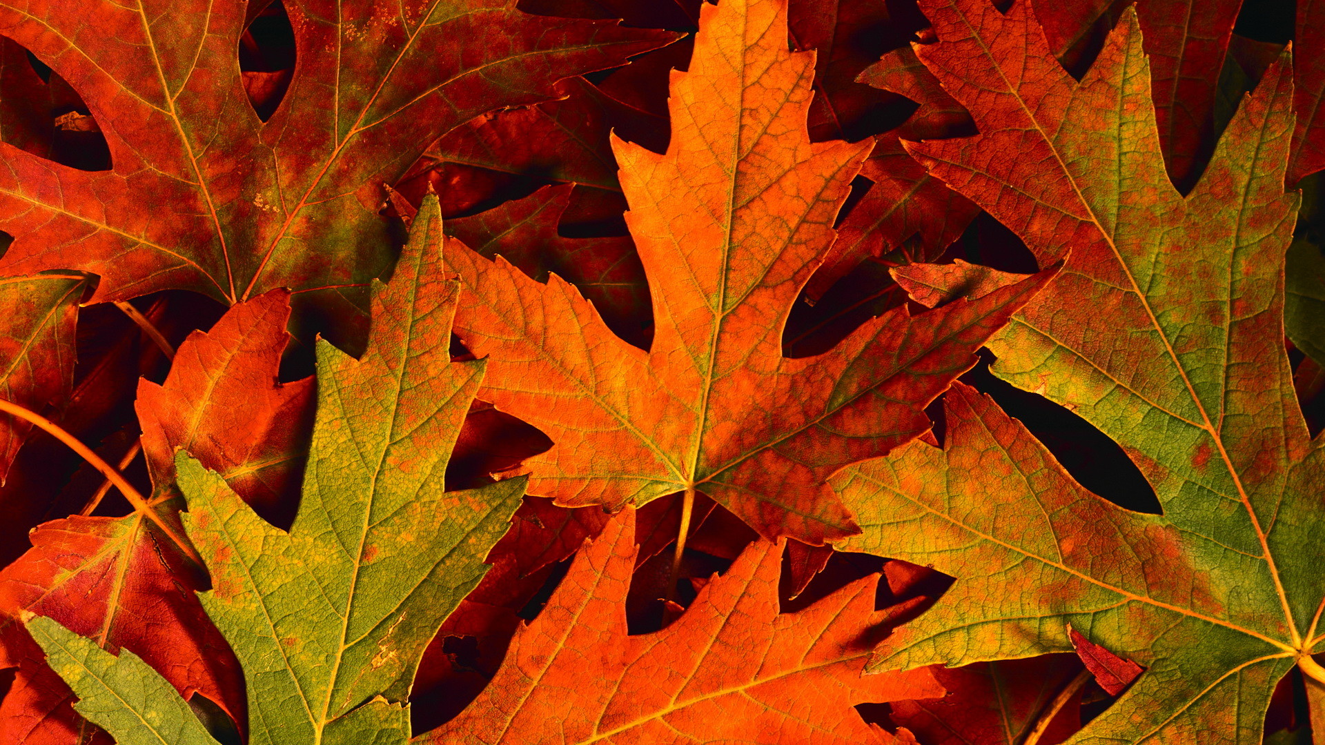 Autumn Leaves Hd Wallpapers