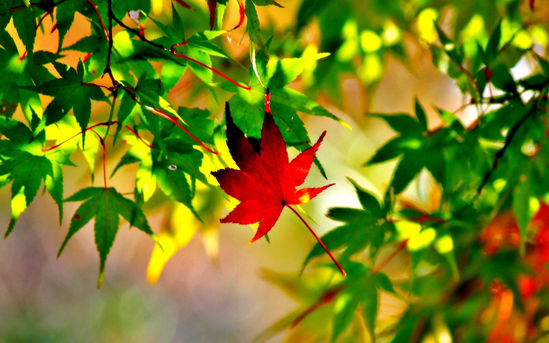 Autumn Leaves Hd Wallpapers