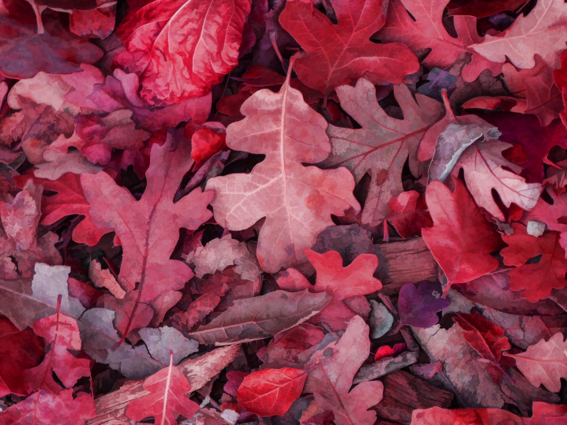 Autumn Leaves Pink Colour Wallpapers