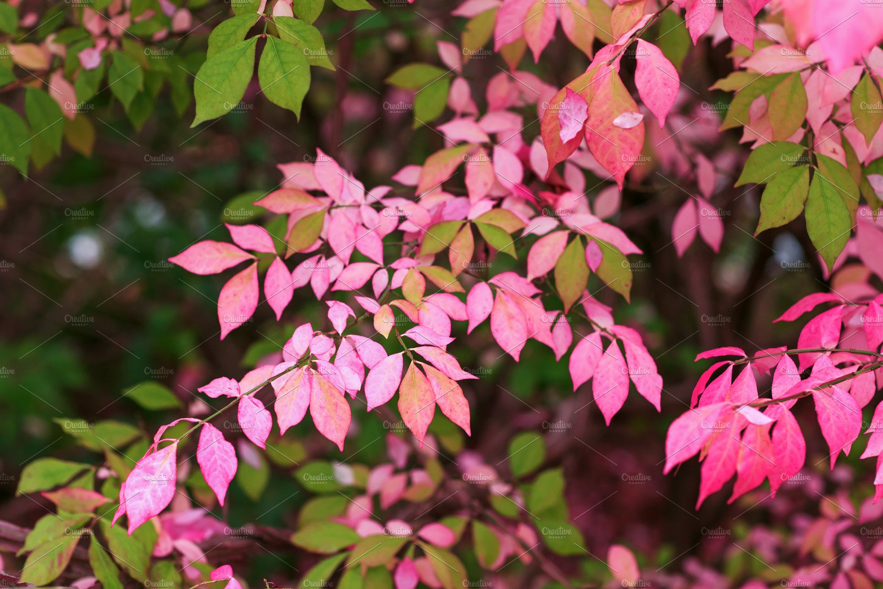 Autumn Leaves Pink Colour Wallpapers - Most Popular Autumn Leaves Pink ...