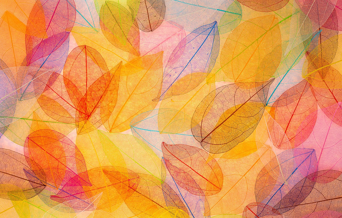 Autumn Leaves Pink Colour Wallpapers