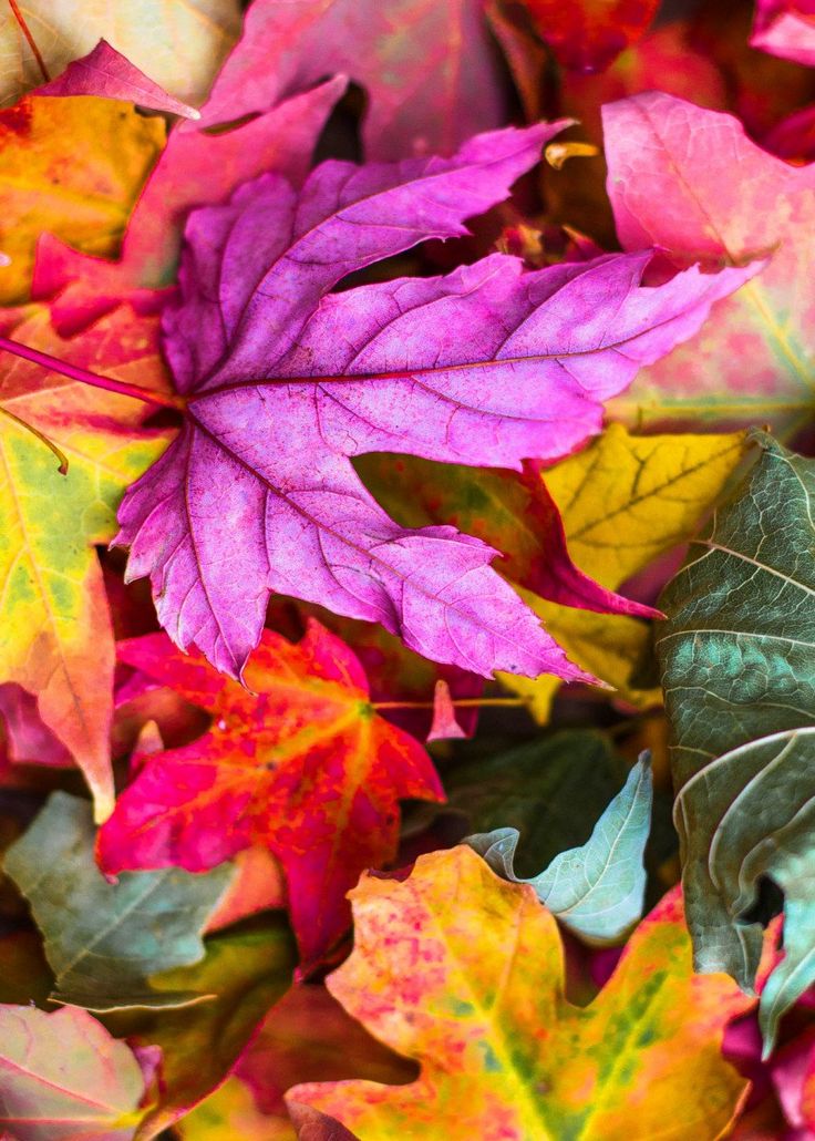 Autumn Leaves Pink Colour Wallpapers