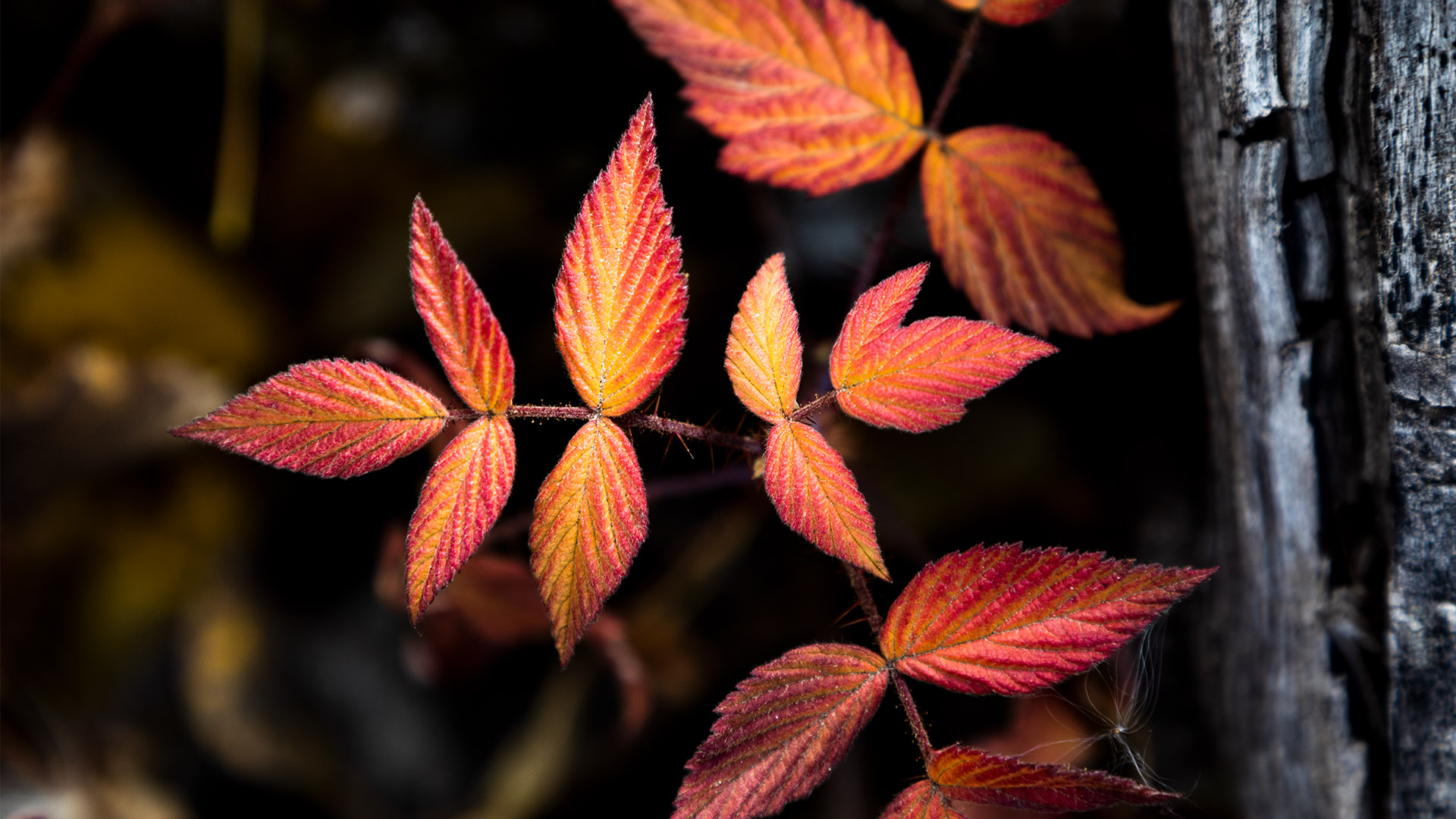 Autumn Leaves Pink Colour Wallpapers