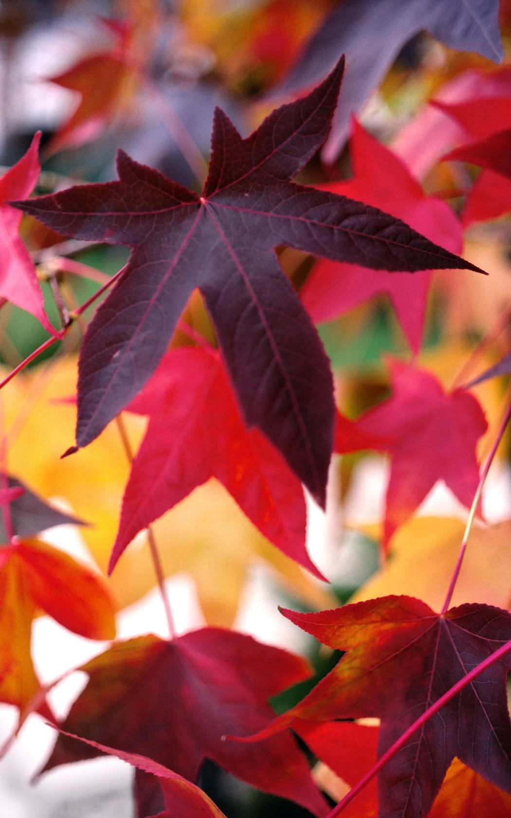 Autumn Leaves Pink Colour Wallpapers