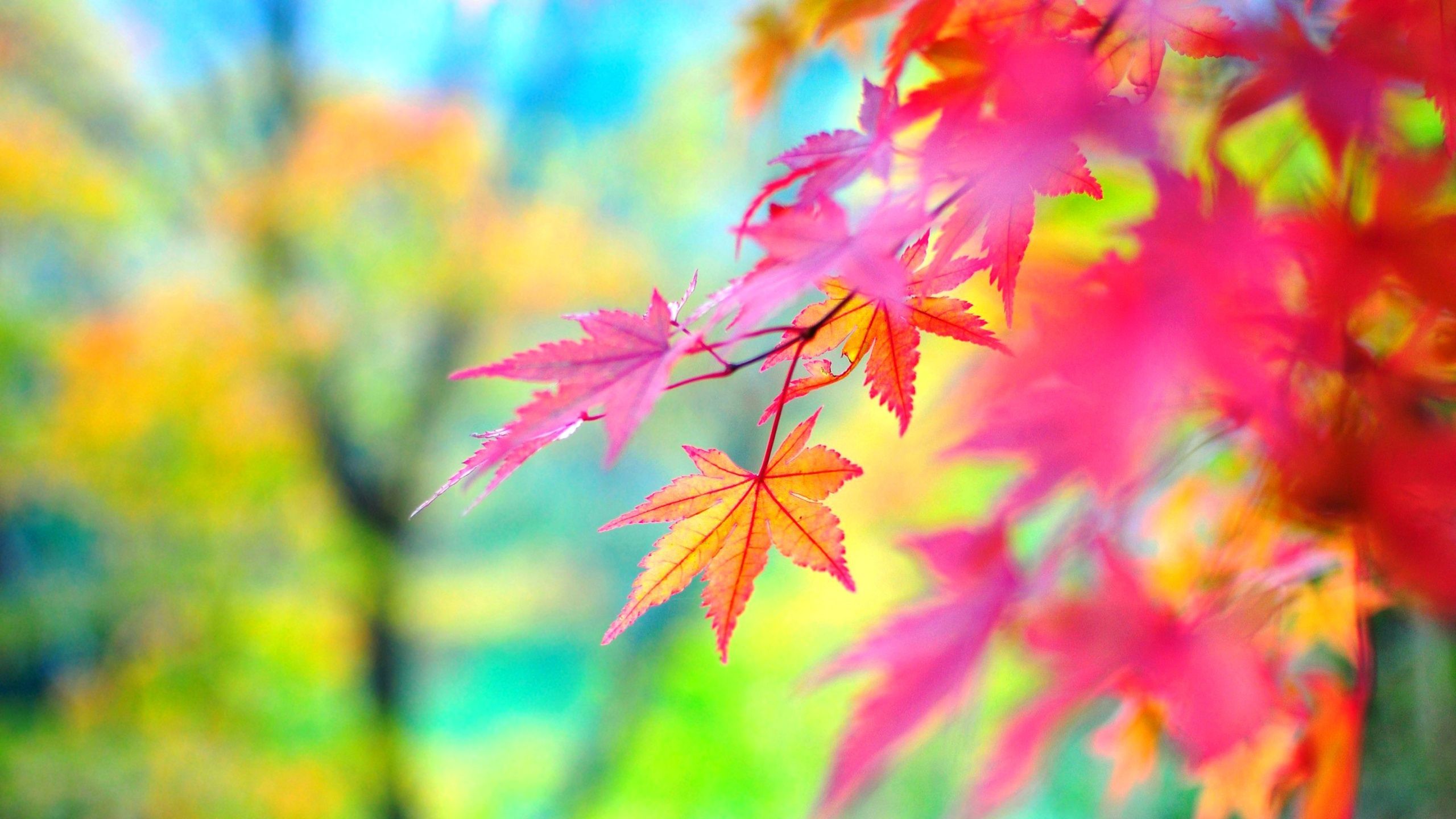 Autumn Leaves Pink Colour Wallpapers