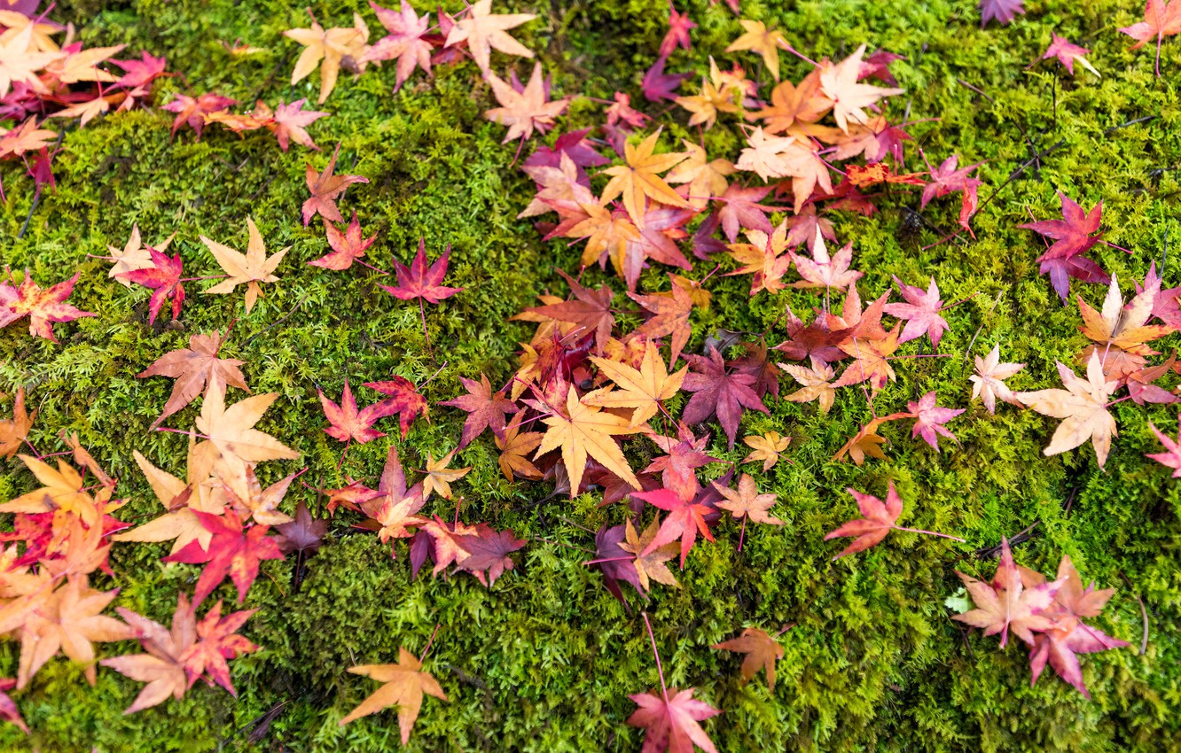 Autumn Leaves Pink Colour Wallpapers