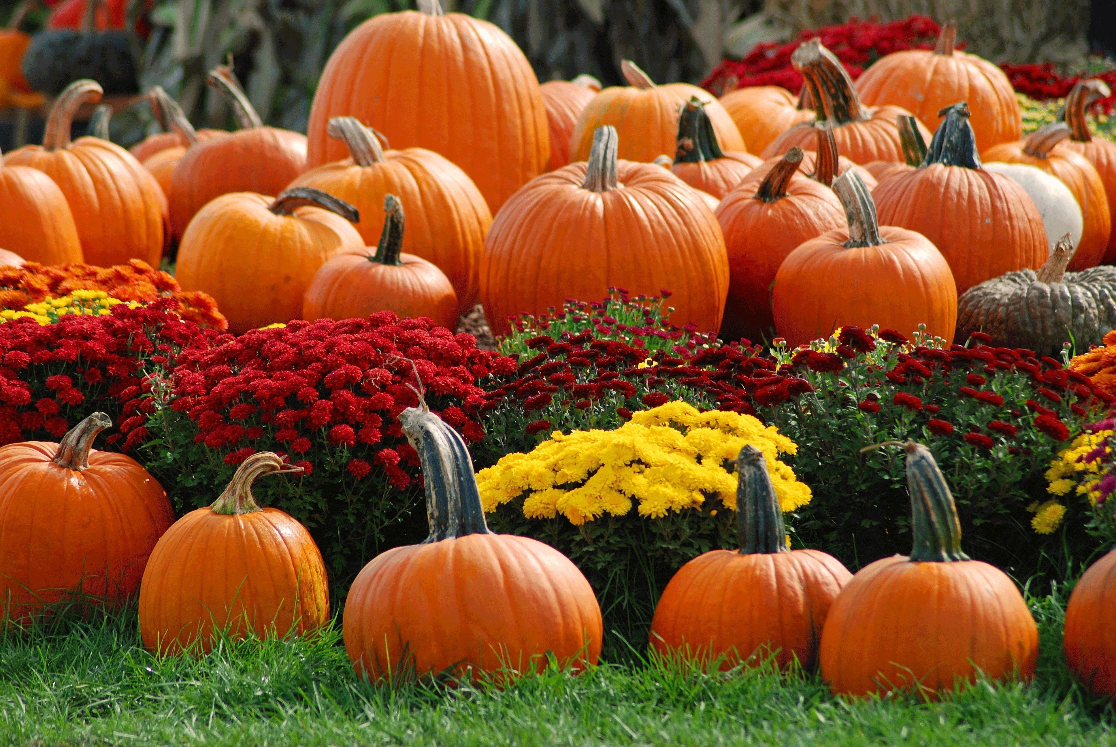 Autumn Leaves With Pumpkins Wallpapers