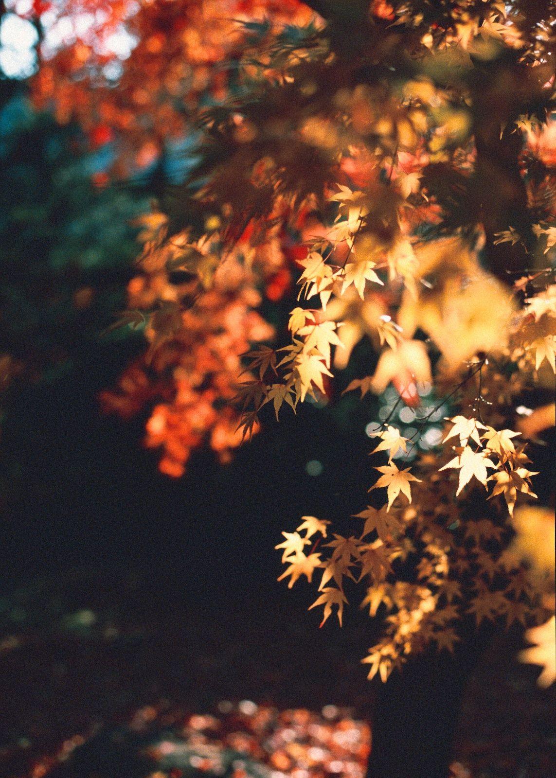 Autumn Lights Wallpapers