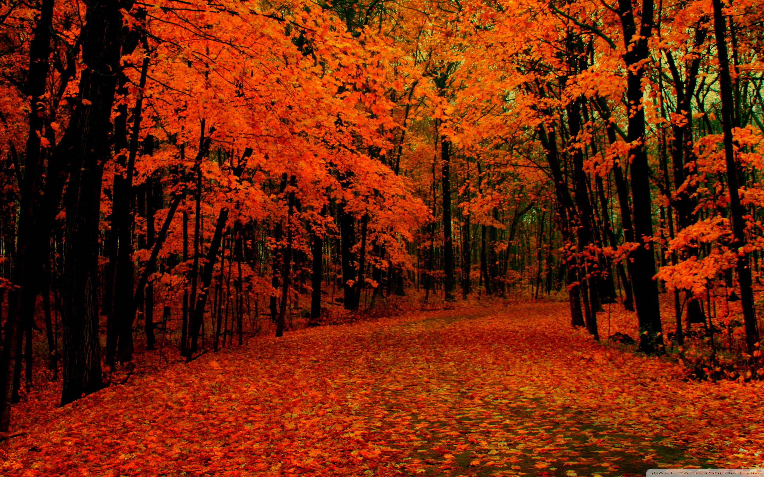 Autumn Macbook Wallpapers